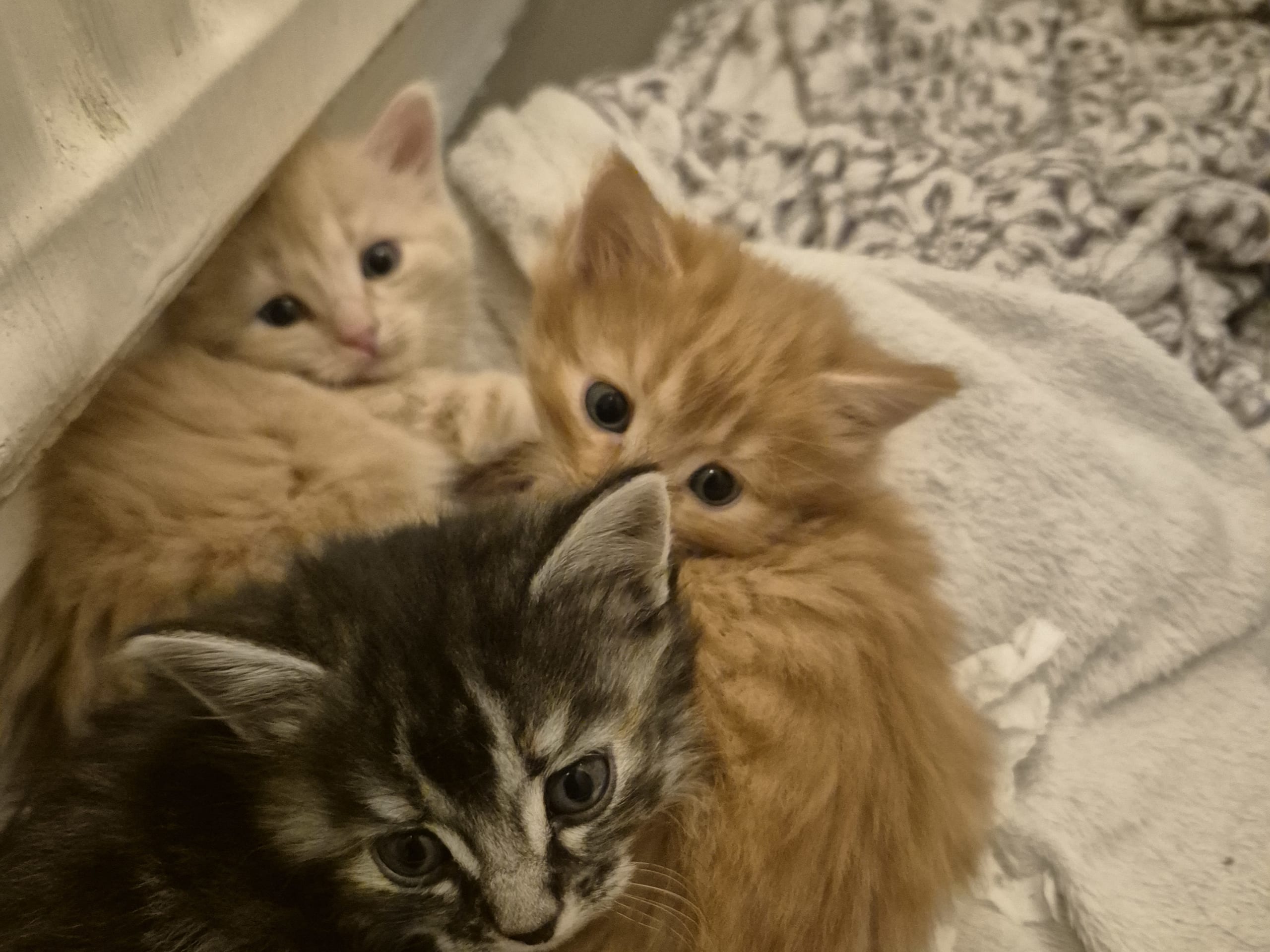 Blandras · 2025-11-03 · Malå · Helena H.