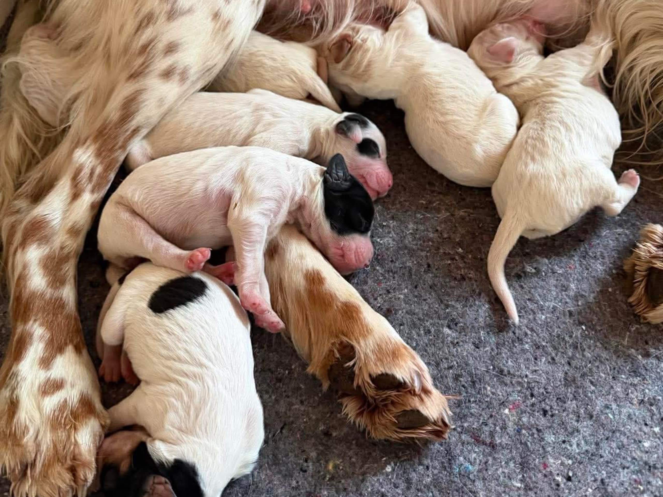 English Setter · 2026-03-13 · Førde · Joachim M.