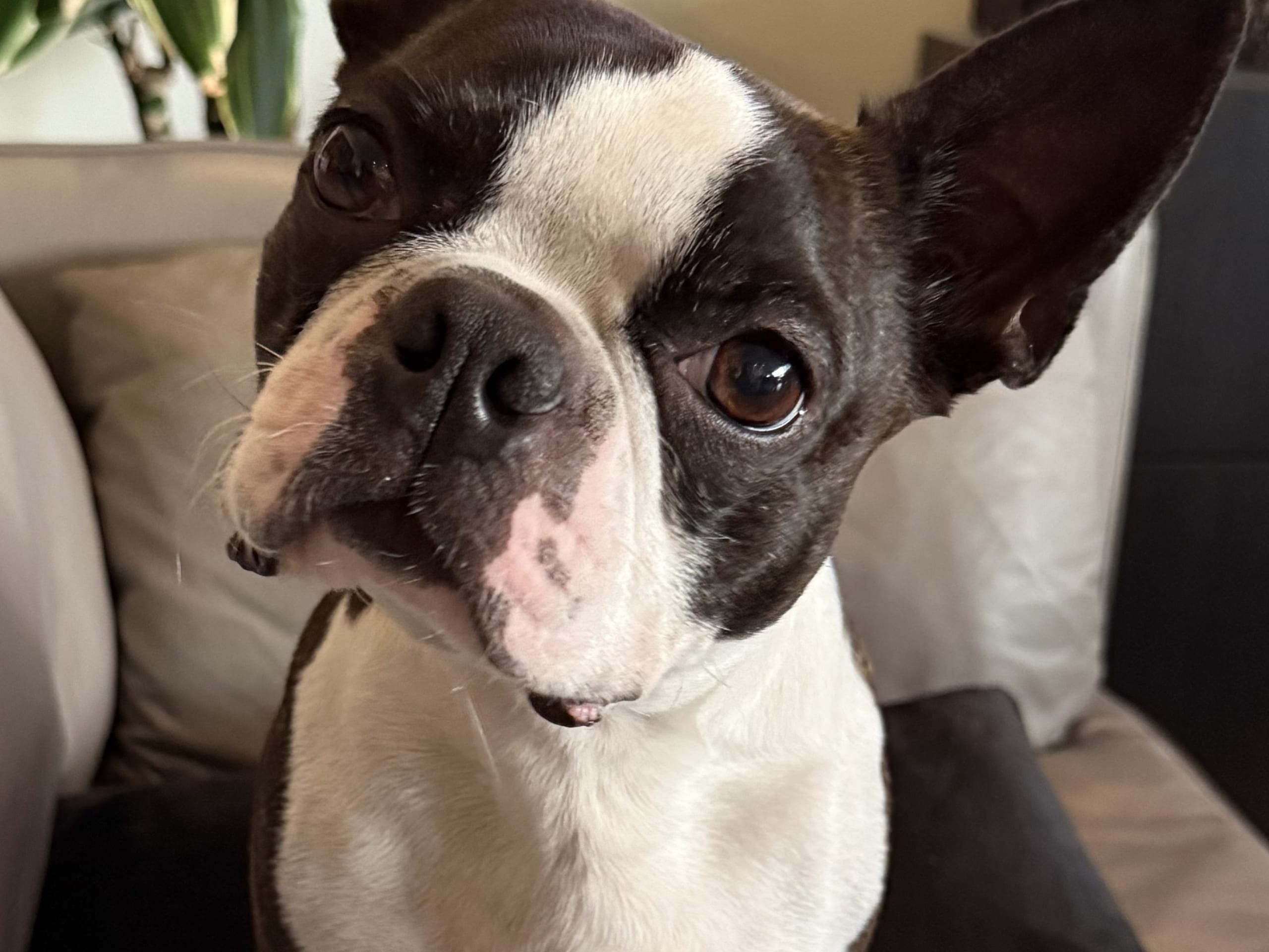 Bostonterrier