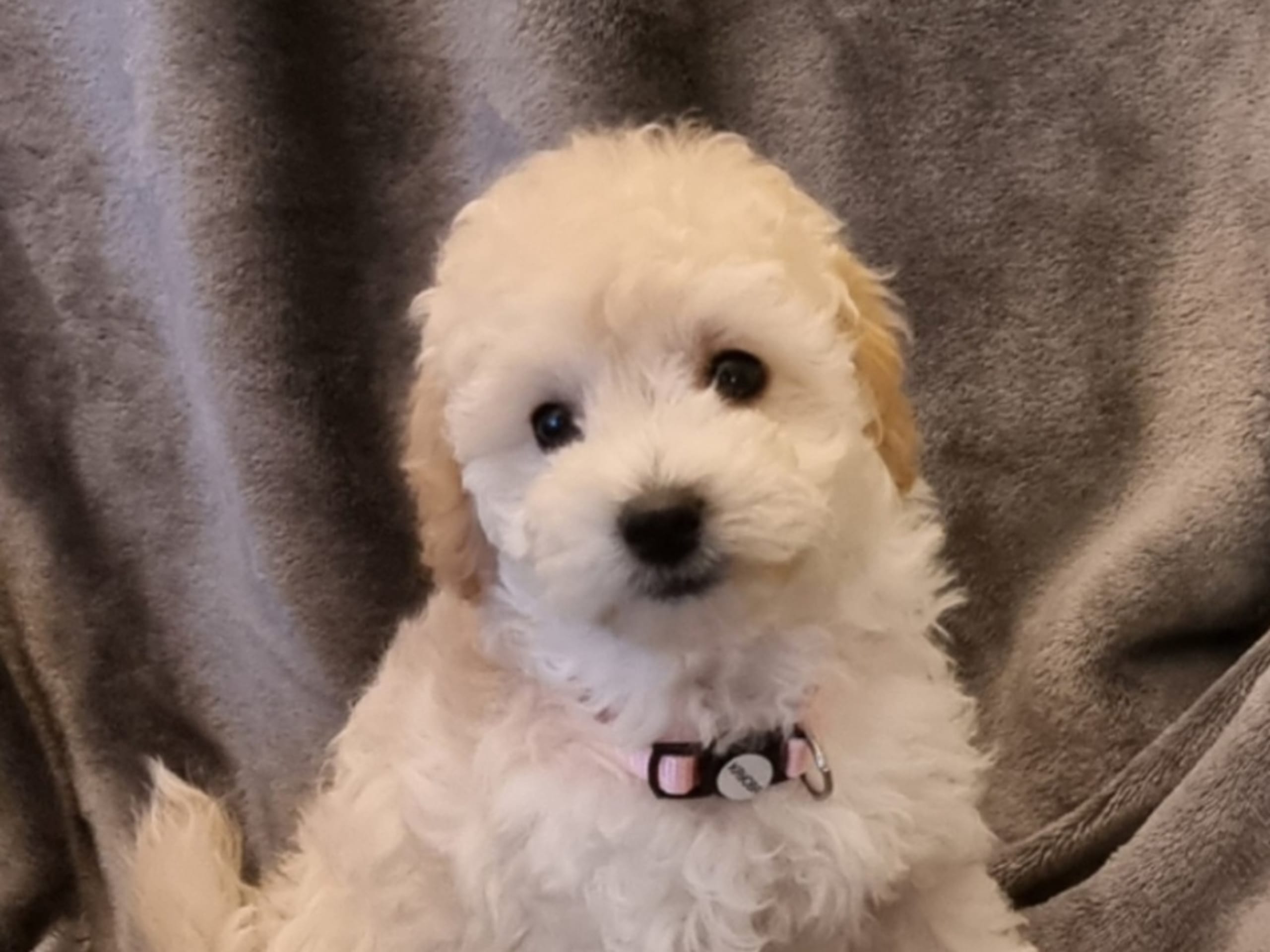 Maltipoo · 2025-12-08 · Södertälje · Sonia D.