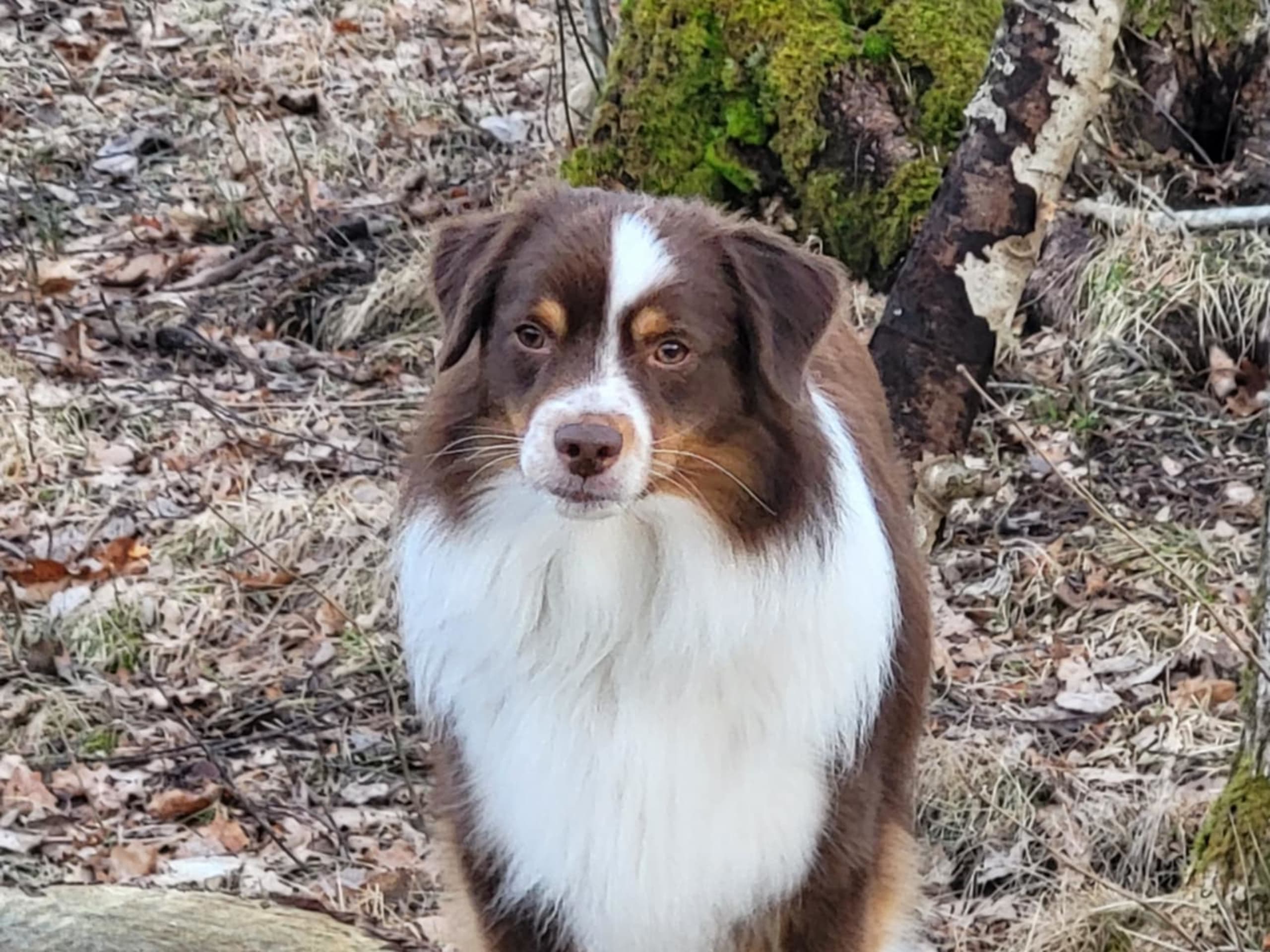 Miniature american shepherd