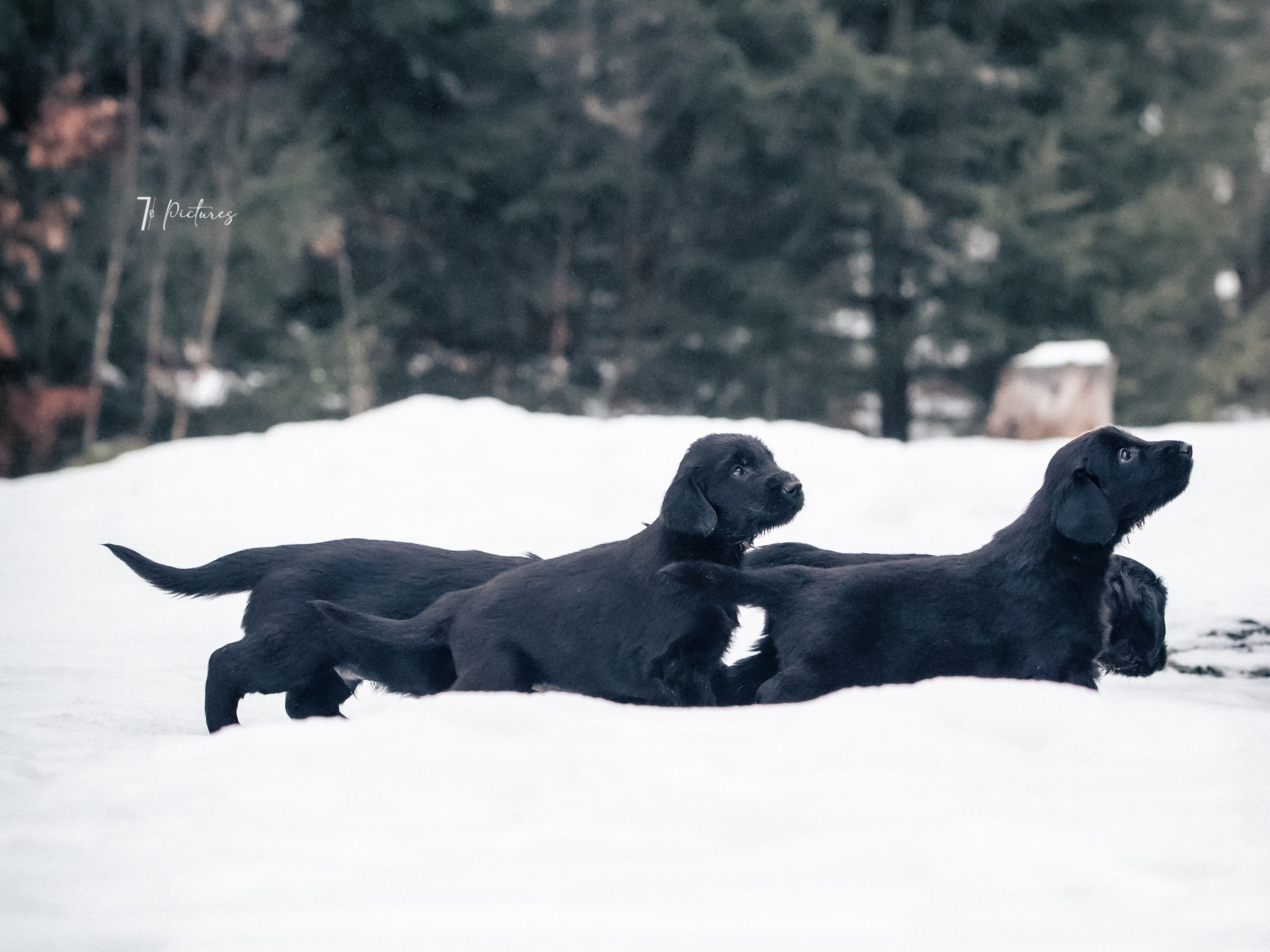 Flatcoated retriever