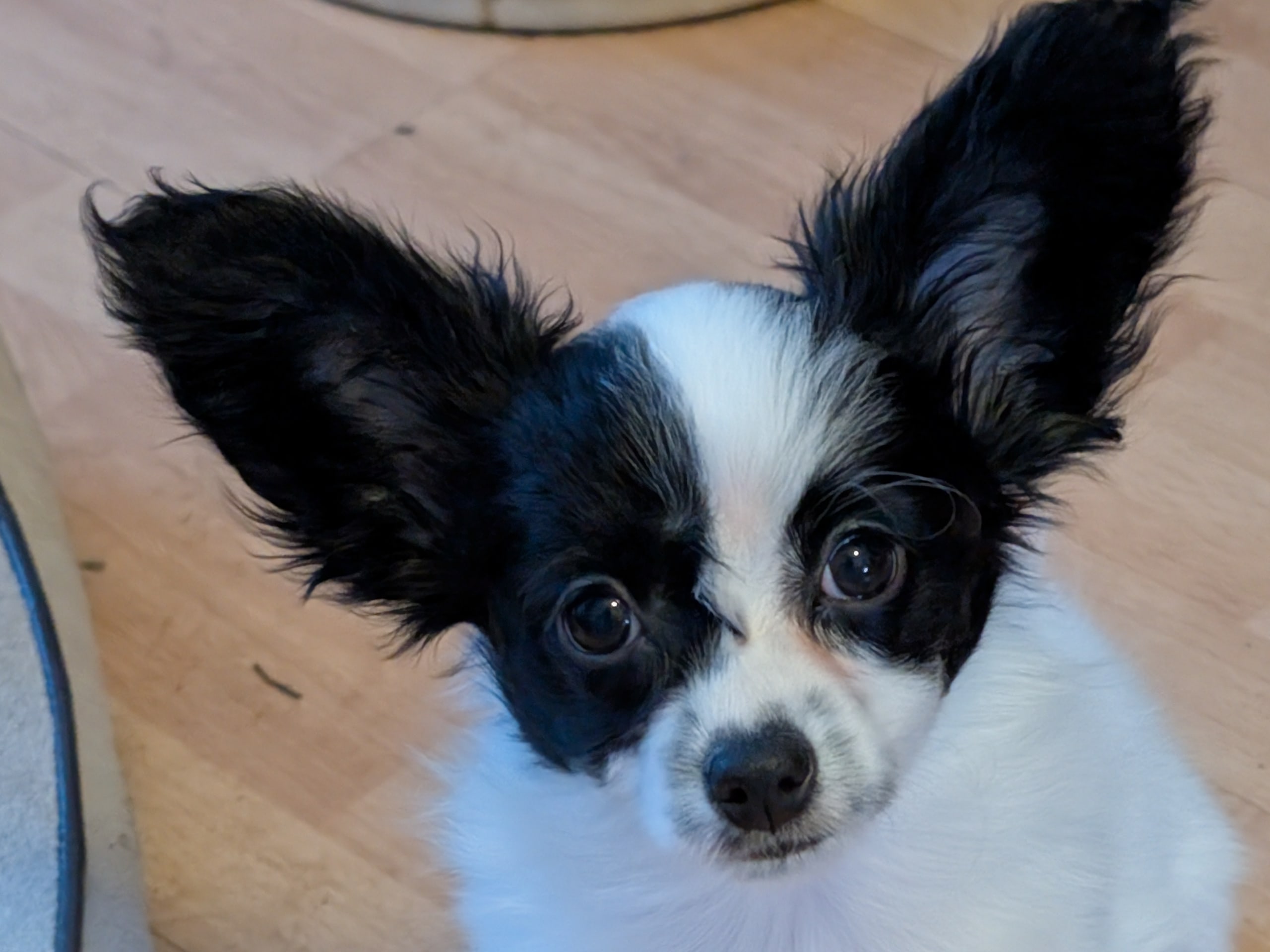 papillonmix · 2025-12-04 · Hälleforsnäs · Lena A.