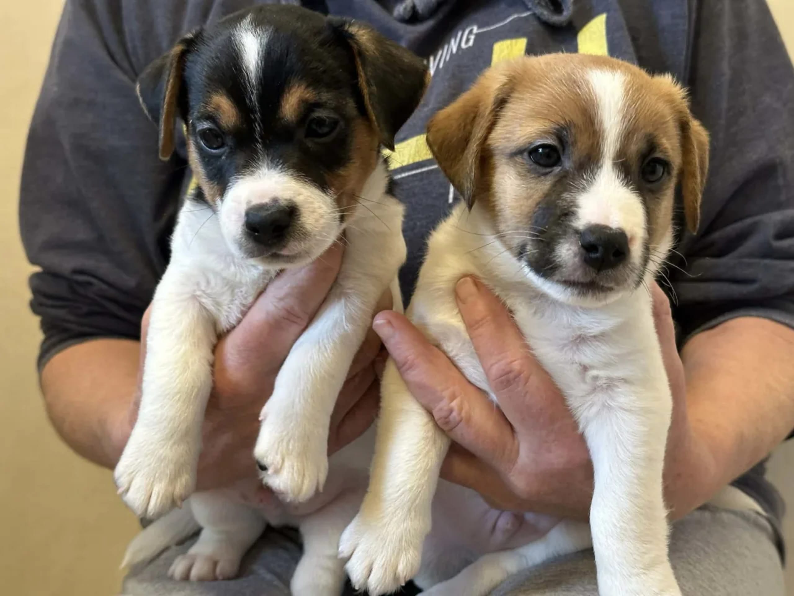 Jack russell terrier