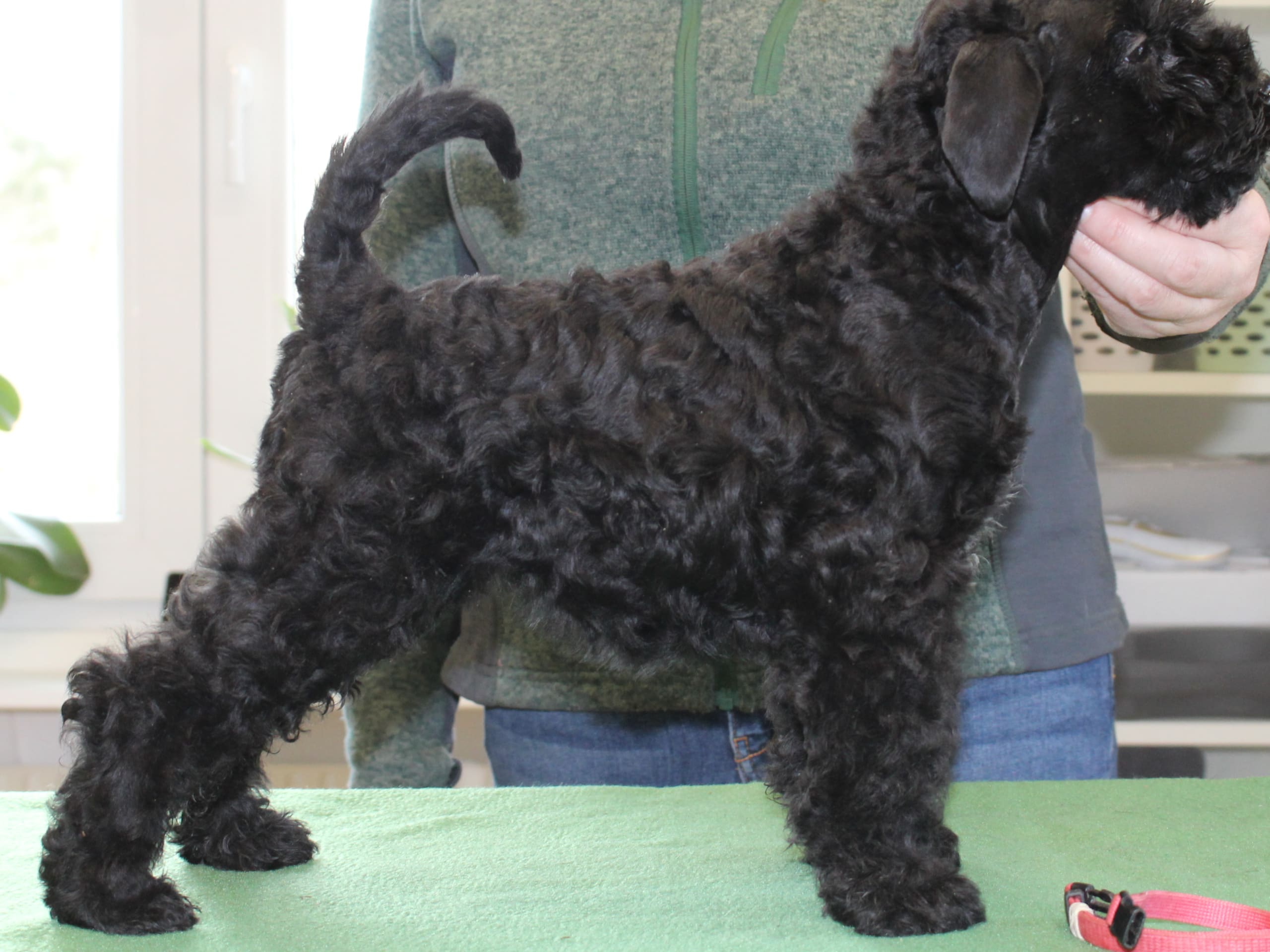 Kerry blue terrier