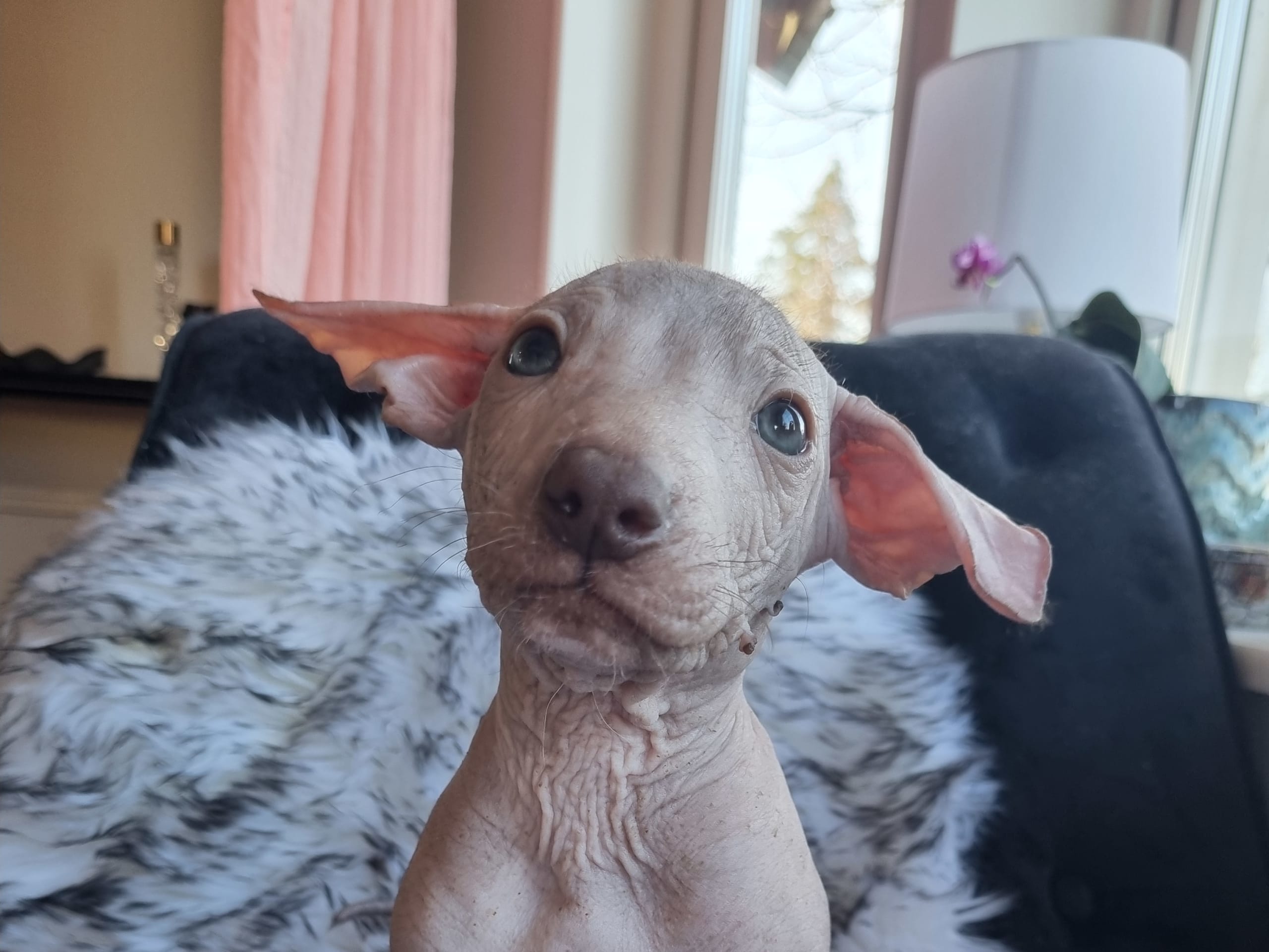 Xoloitzcuintle