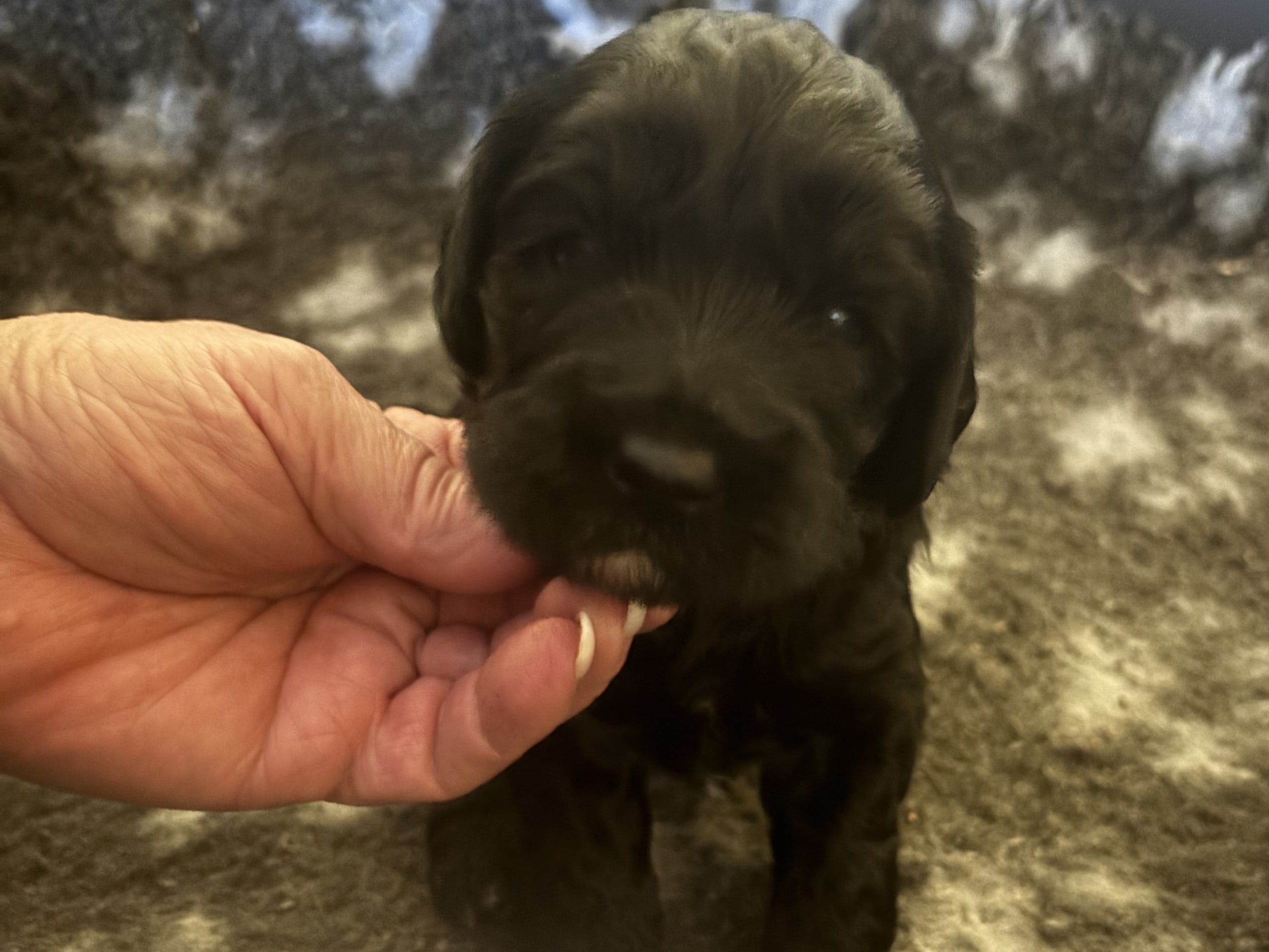 Australian Labradoodle · 2026-02-08 · Upplands väsby · Milestone