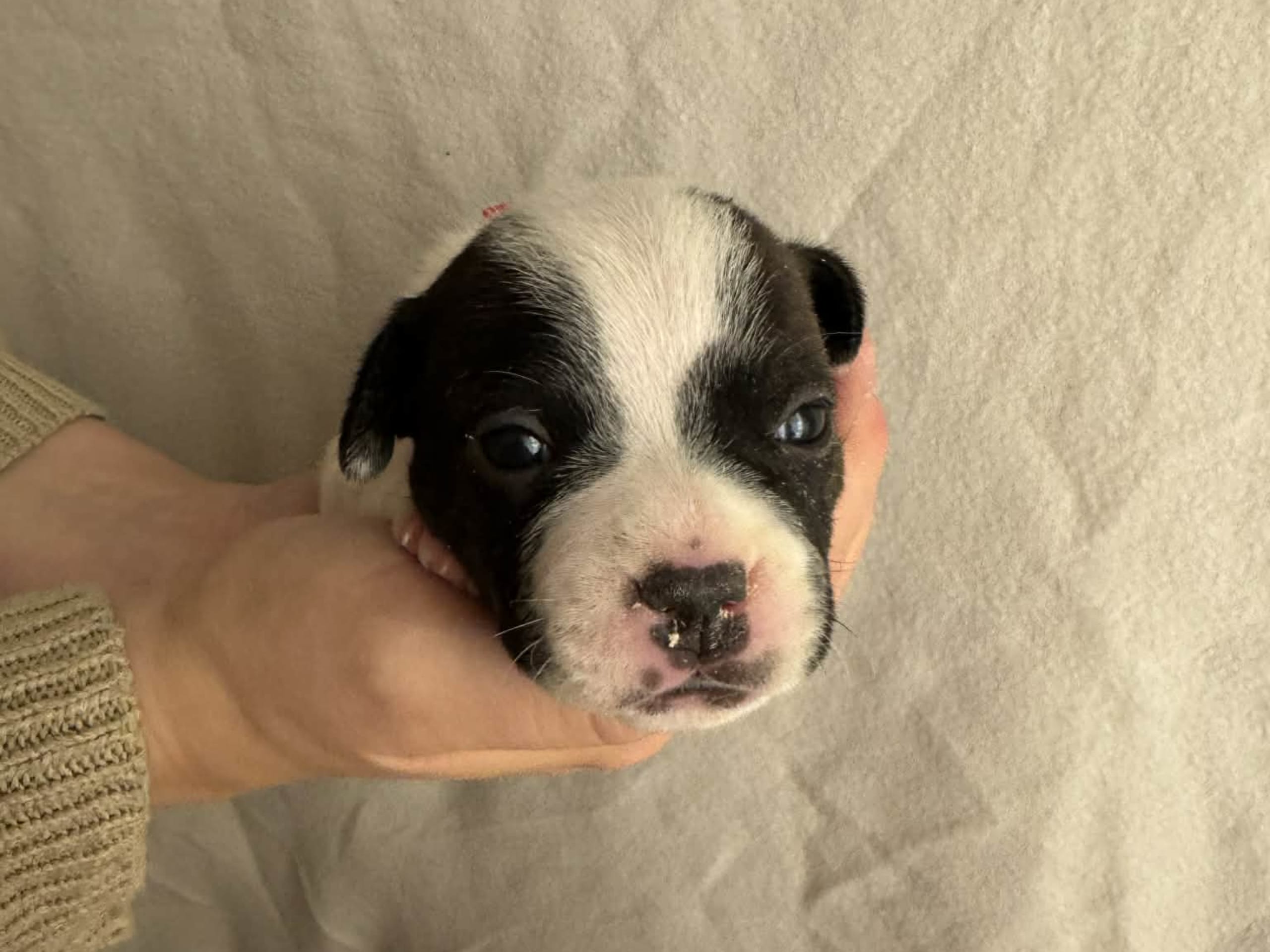 Staffordshire bullterrier