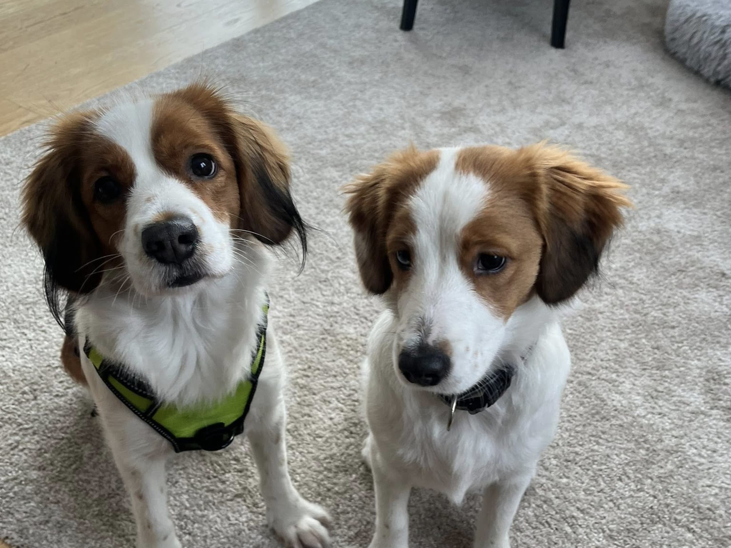 Nederlandse kooikerhondje