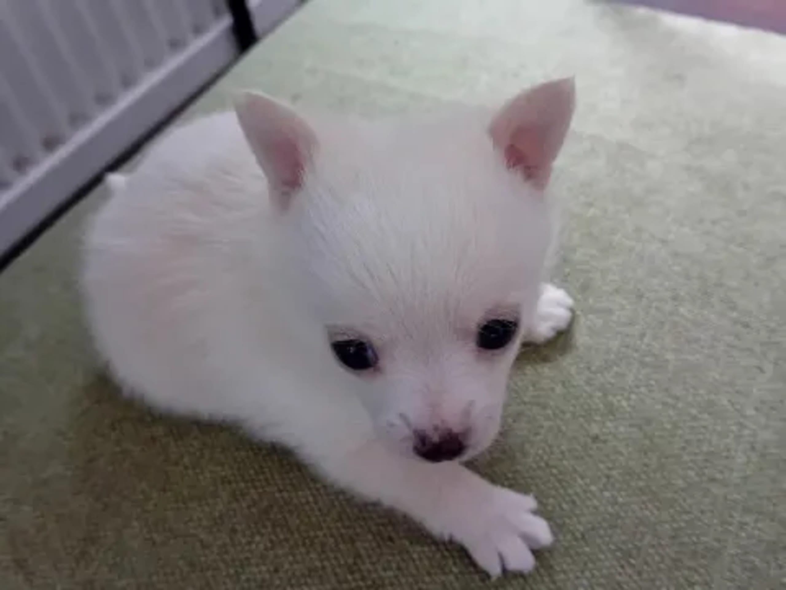 Pomchi · 2026-01-26 · Svenljunga · Sirpa O.