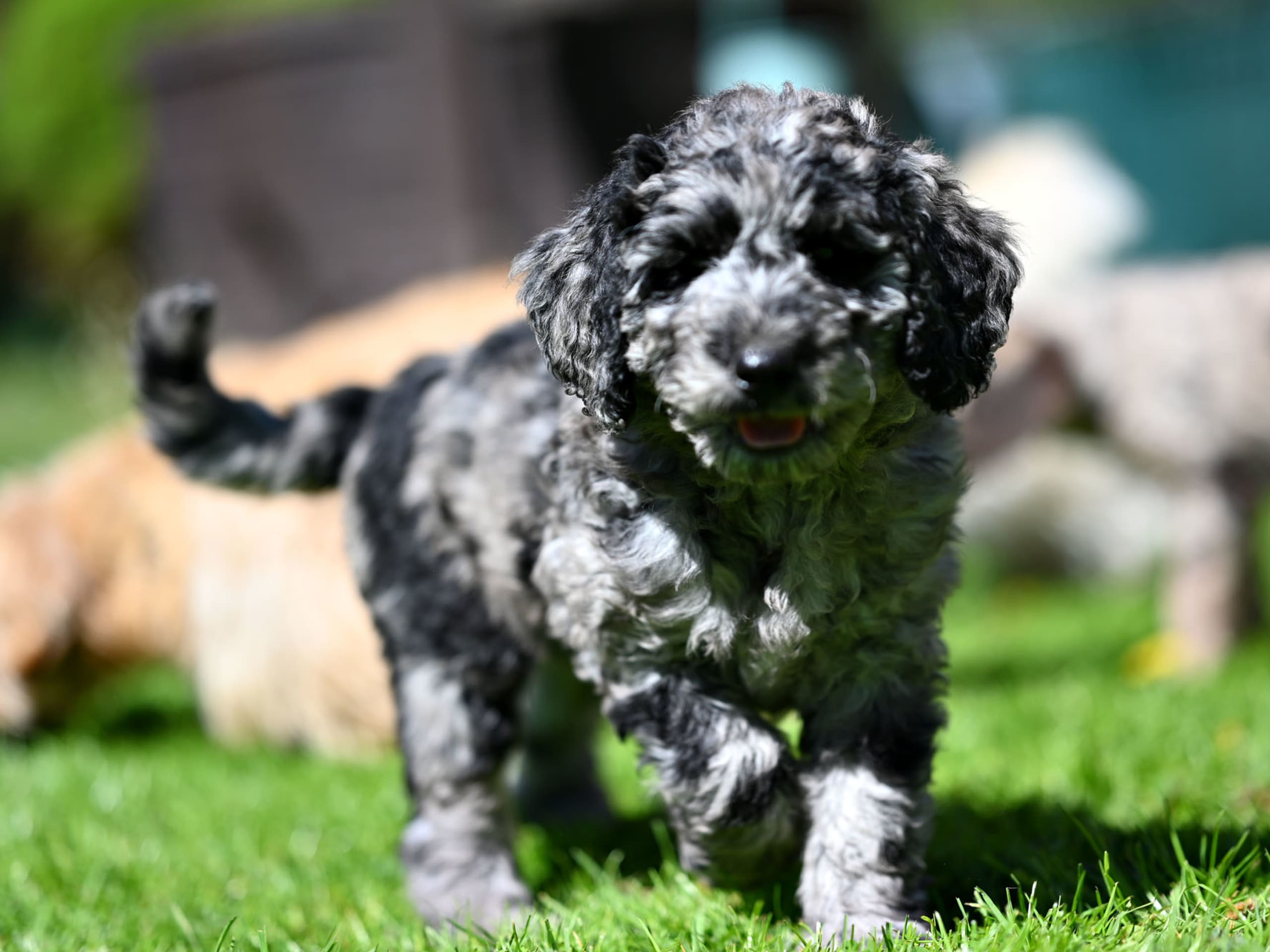 Labradoodle · 2026-05-01 · Gårdsjö · Devzdoodle
