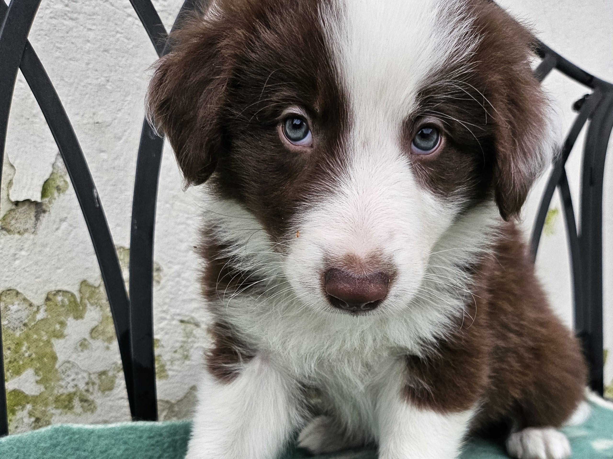 Border collie