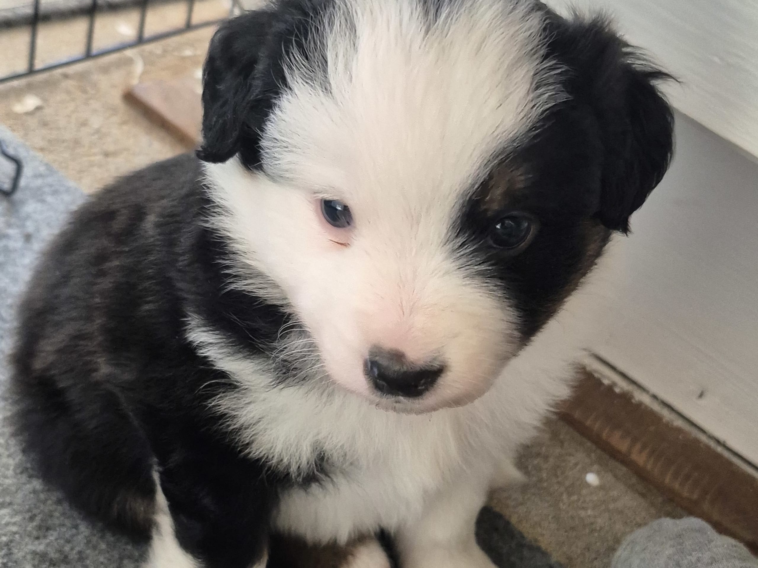Miniature american shepherd