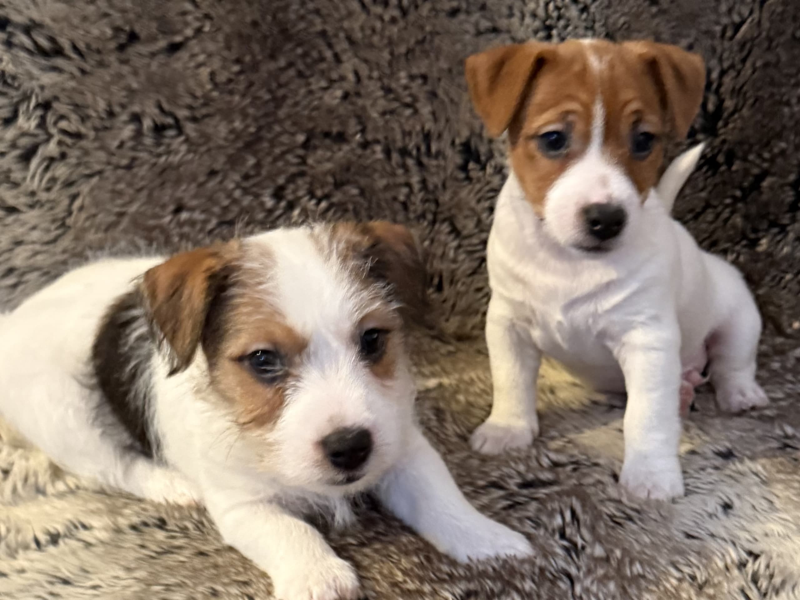 Jack russell terrier