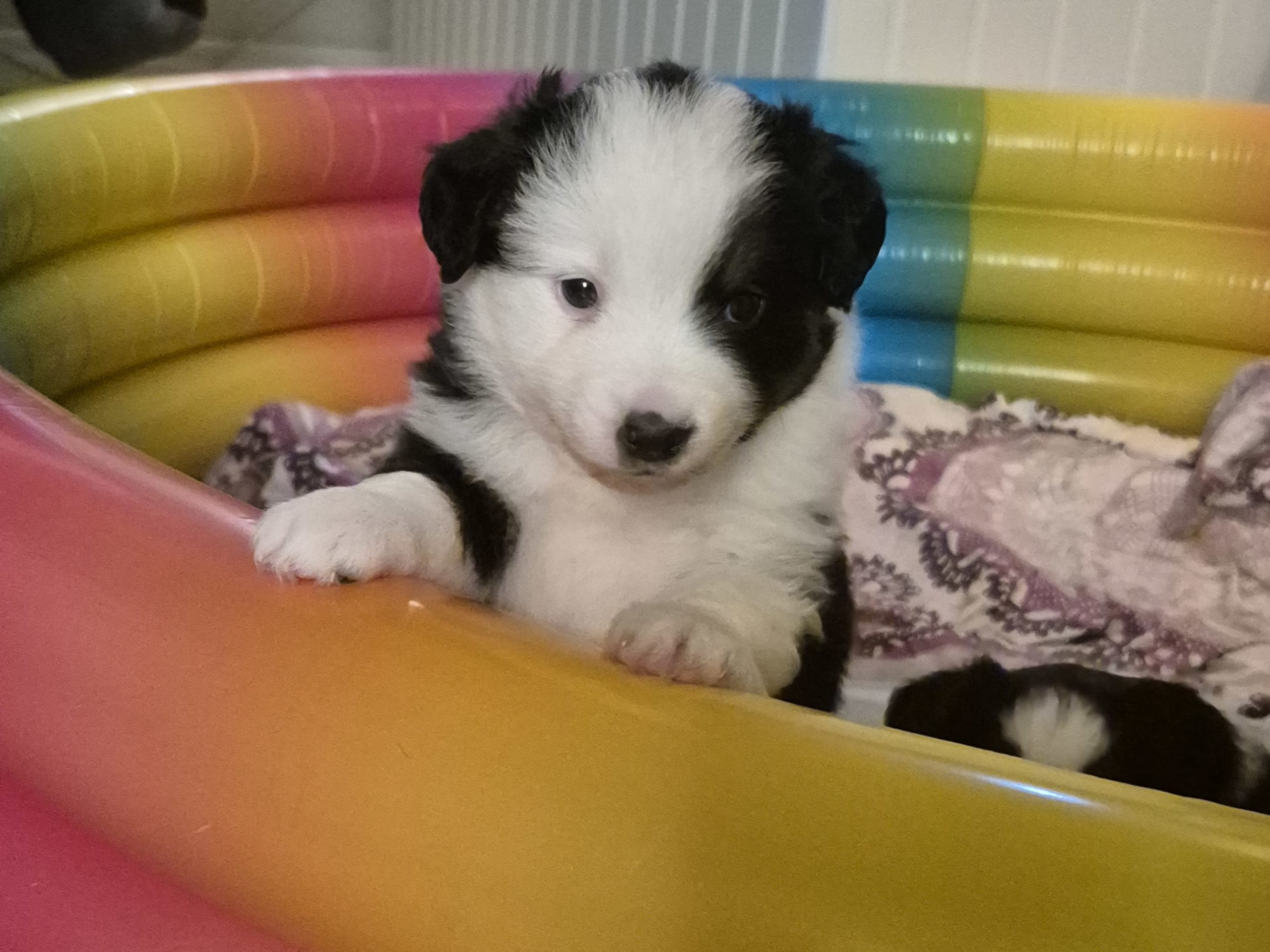 Miniature american shepherd