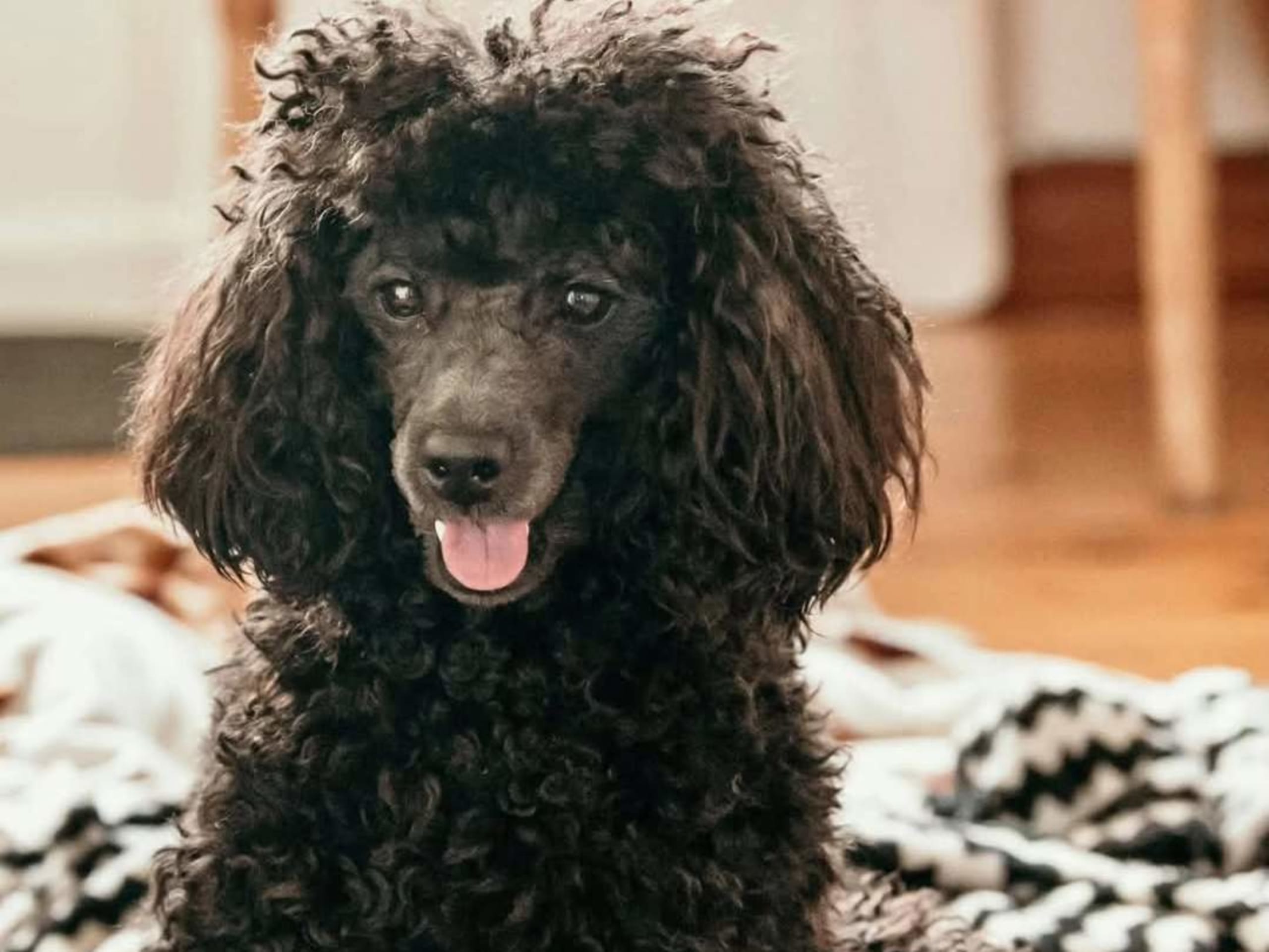 Pudel/pomerian · 2026-01-25 · Sköldinge · Pomapoo