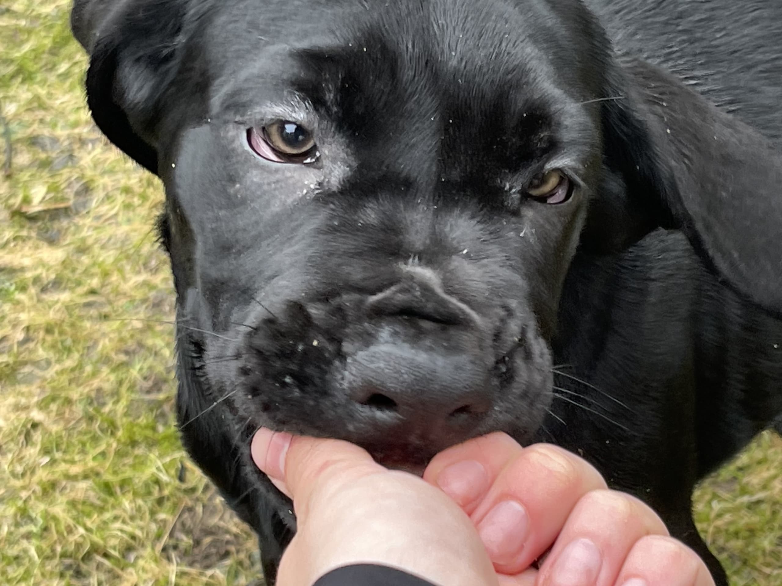 Blandras · 2025-12-07 · Frillesås · Weronika Z.