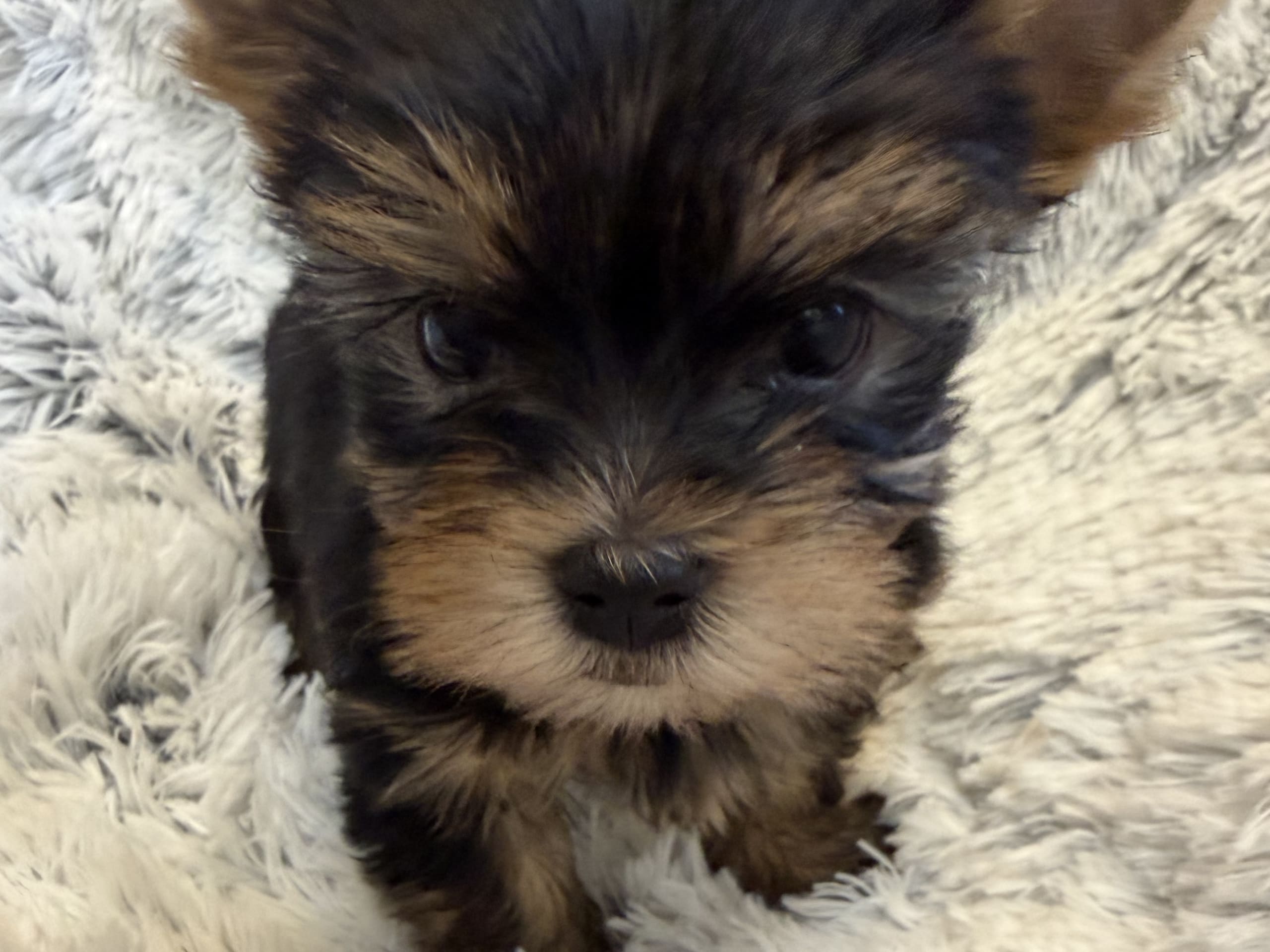 Yorkshireterrier