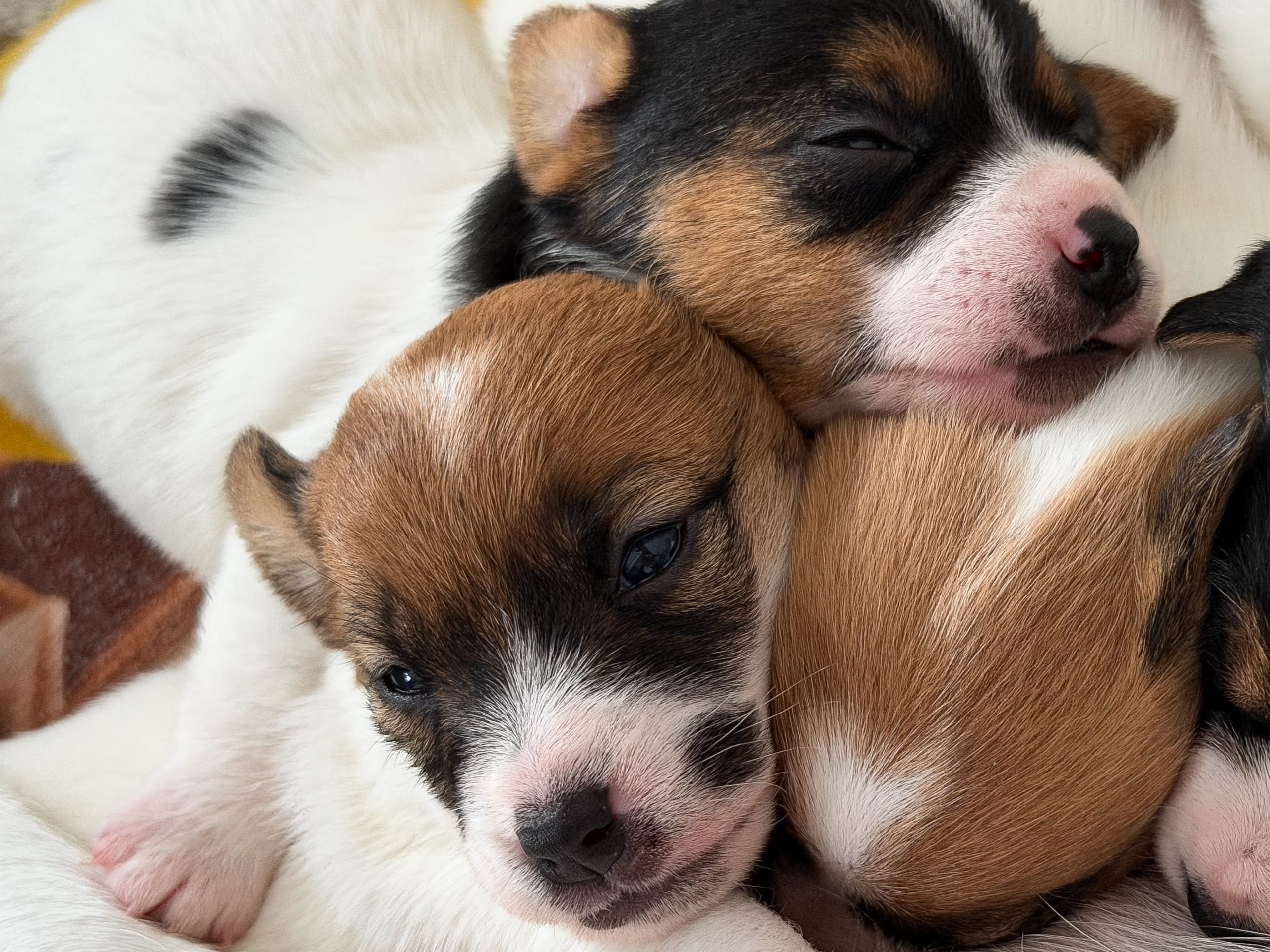 Jack russell terrier