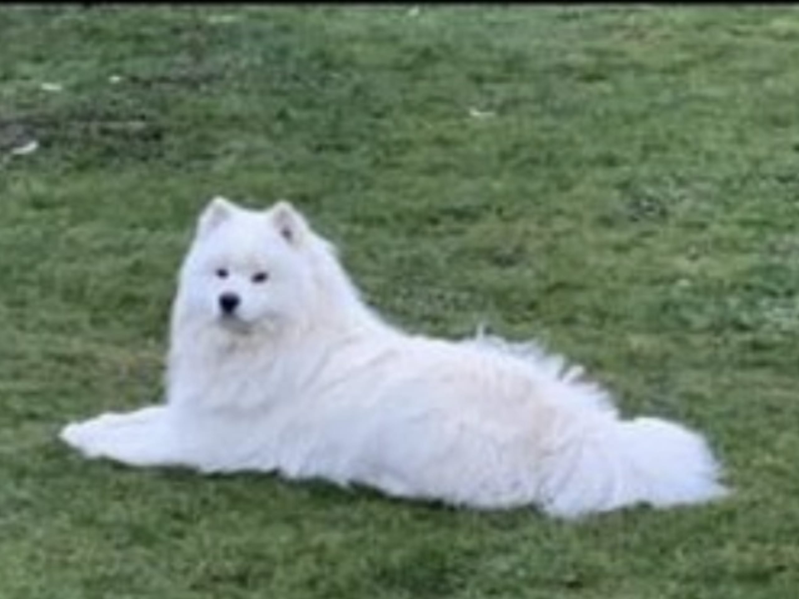 Samojedhund