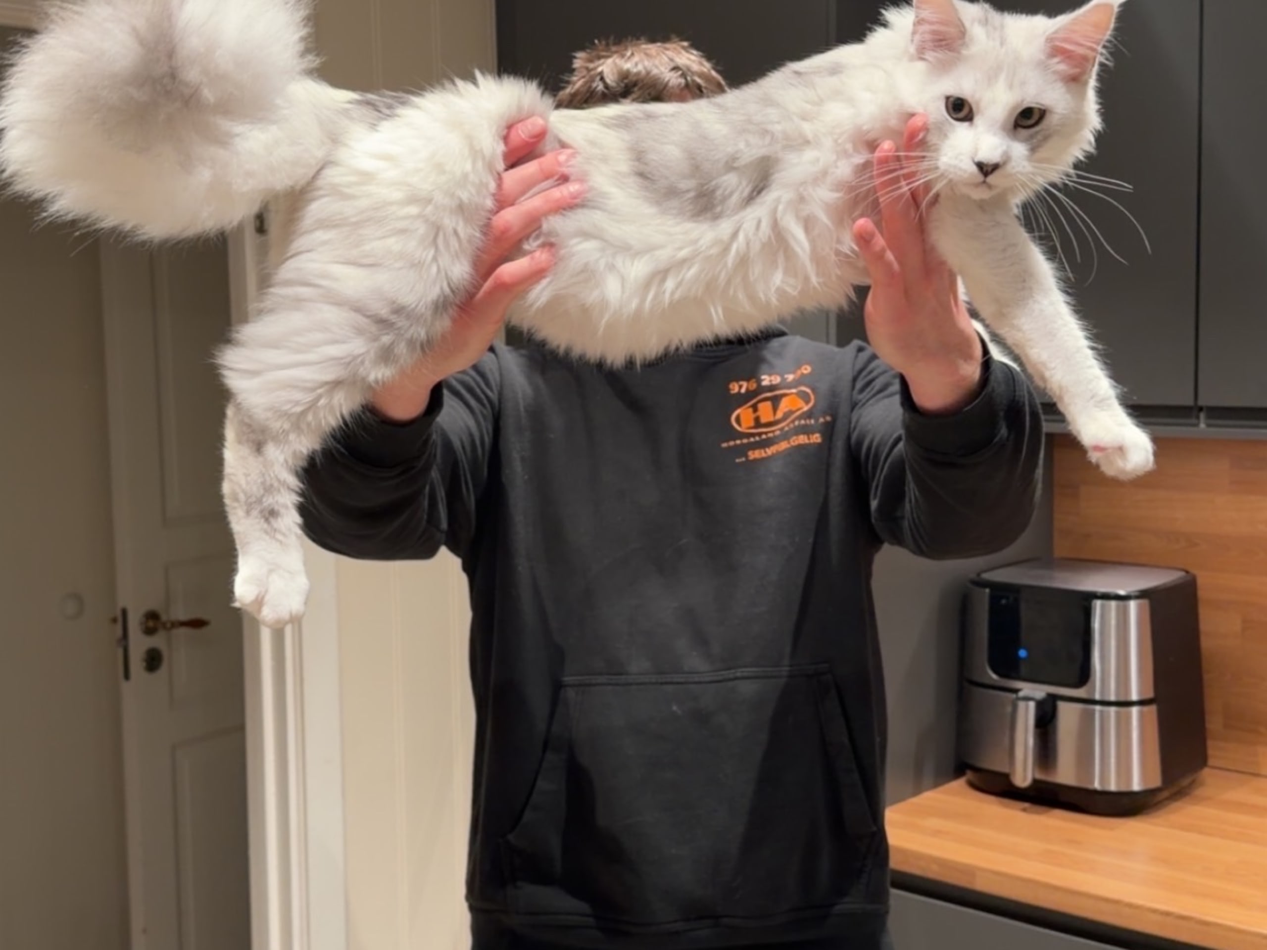 Maine Coon · 2026-02-10 · Kristiansand · NO* HavPerlen’s