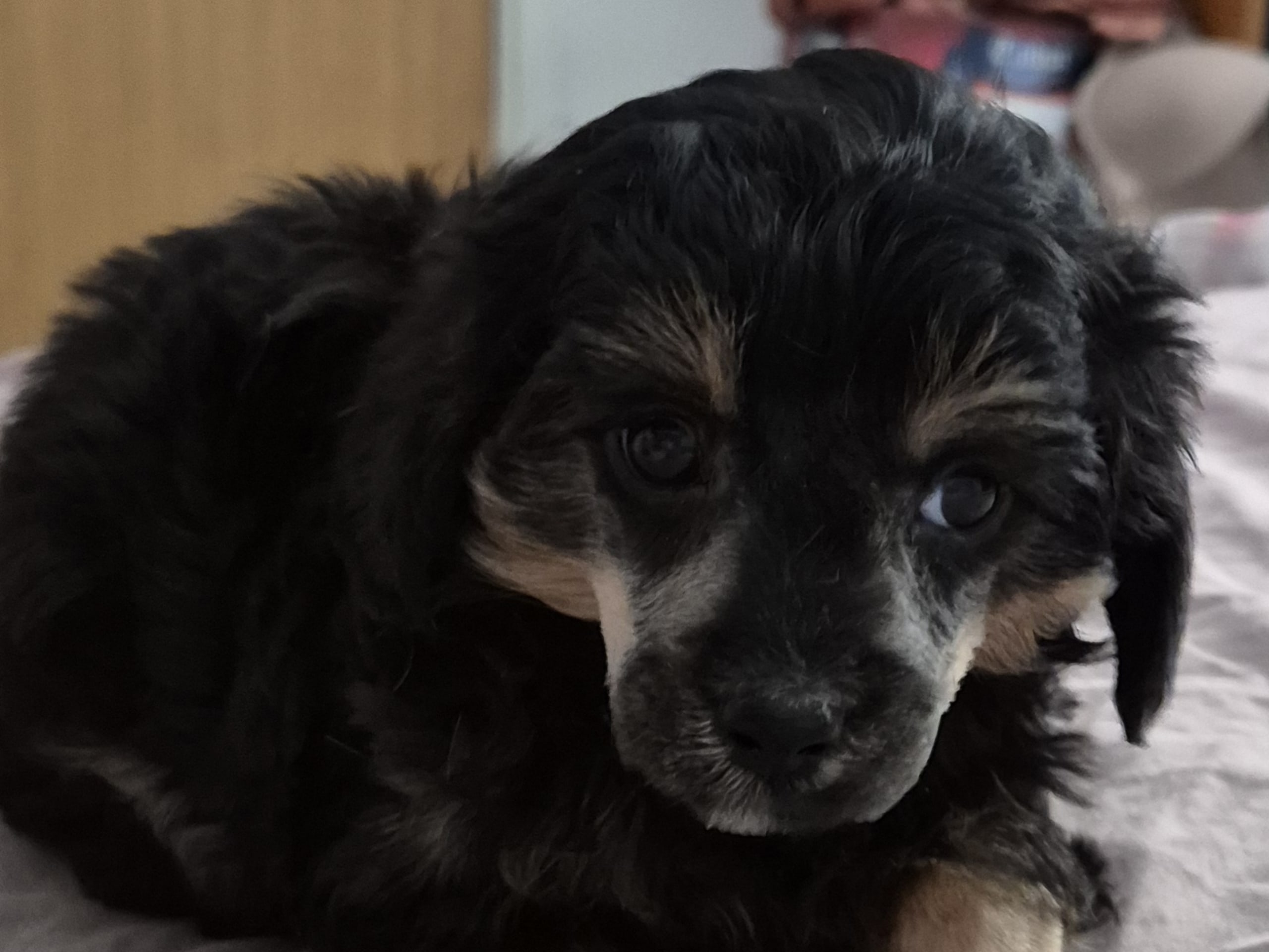 Cresterpoo · 2025-12-12 · Vara · Kikkis hundar