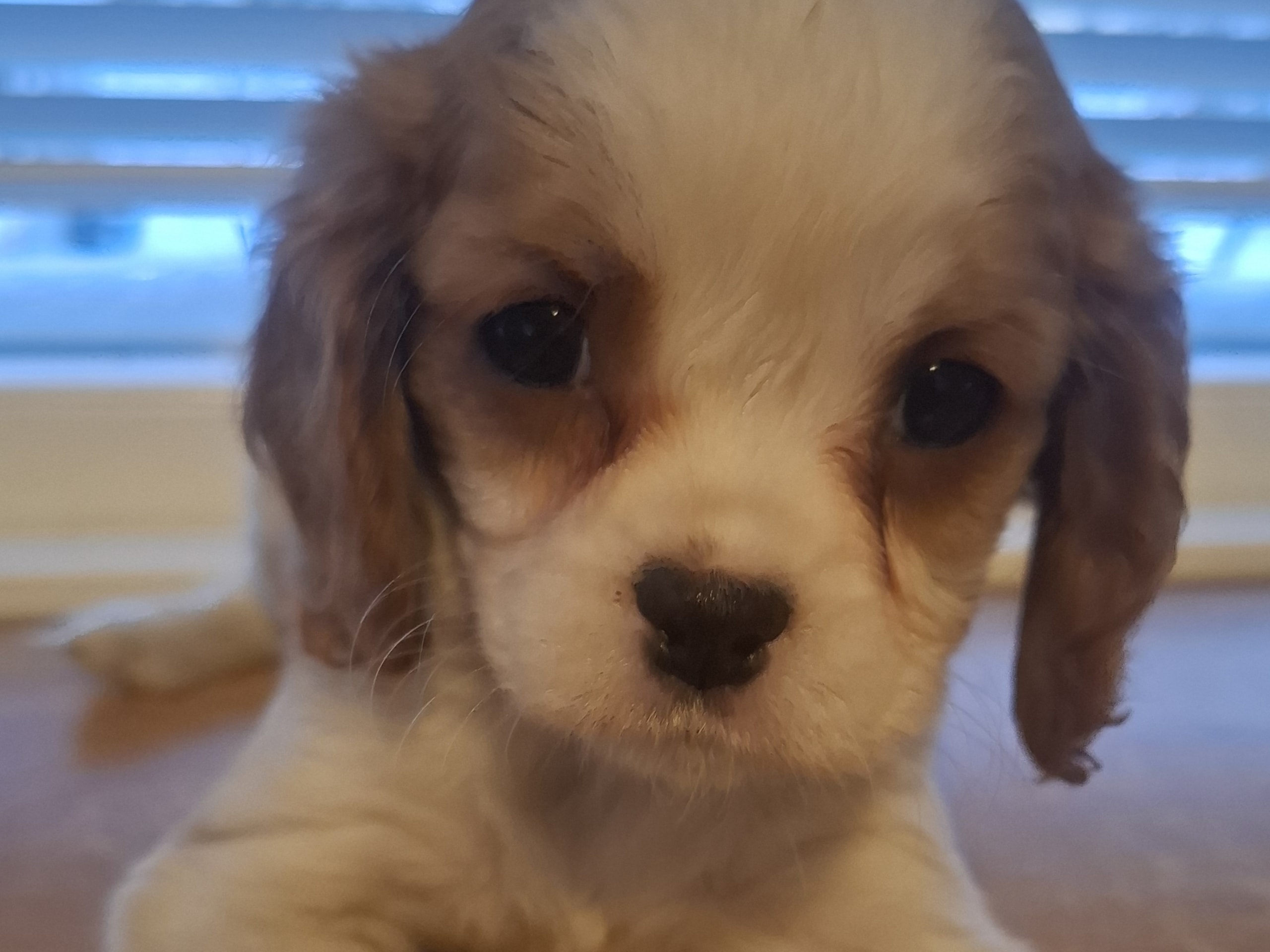 Cavalier king charles spaniel · 2025-11-15 · Högsby · Malin A.