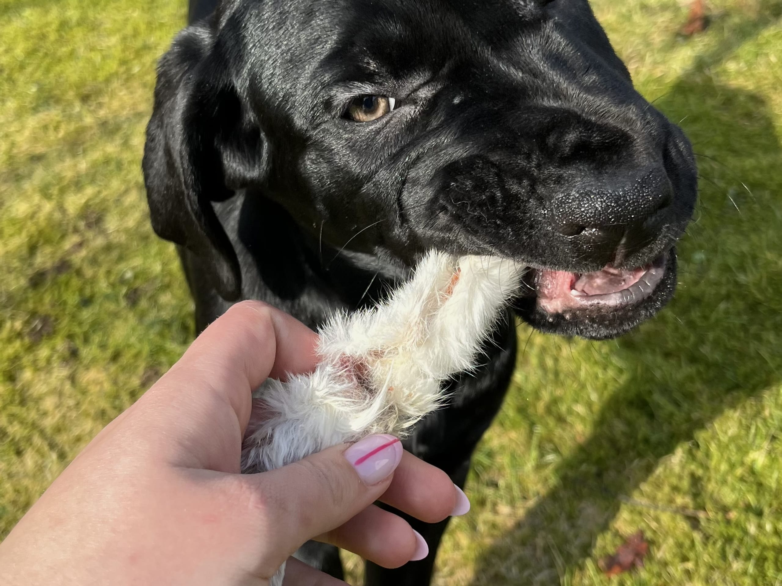 Blandras · 2025-12-07 · Frillesås · Weronika Z.