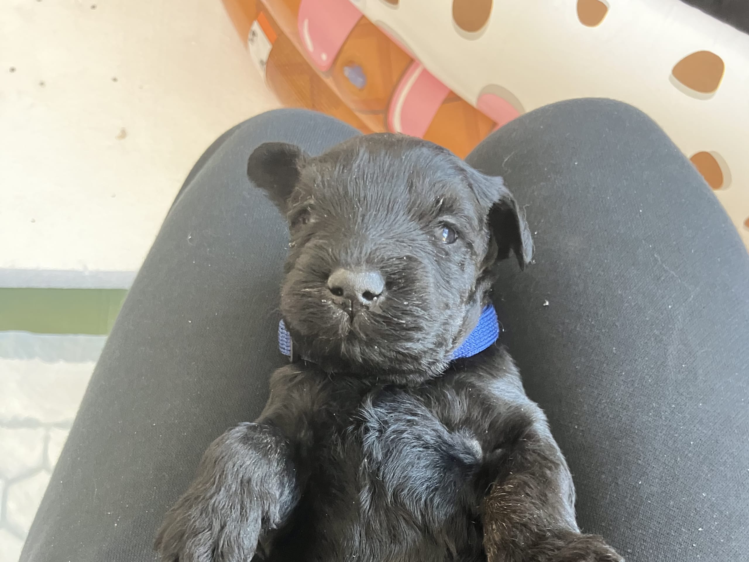 Kerry blue terrier