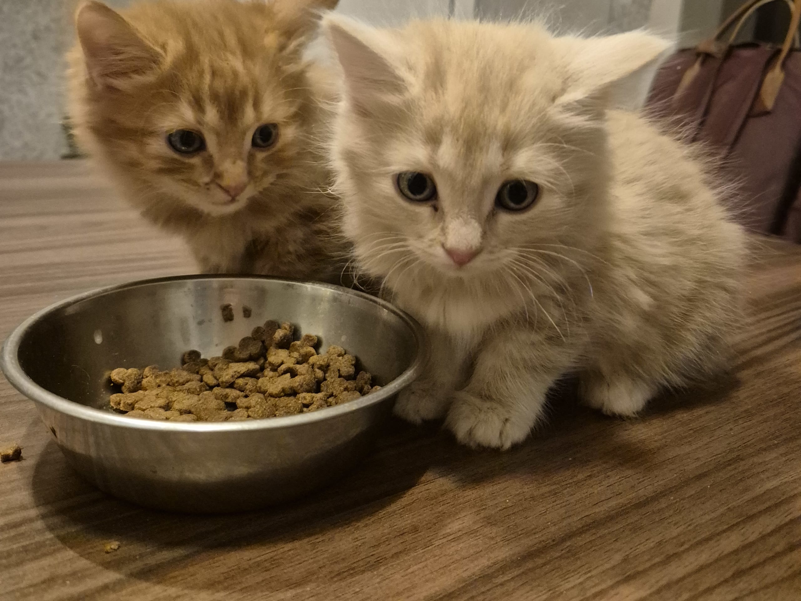 Blandras · 2025-11-03 · Malå · Helena H.