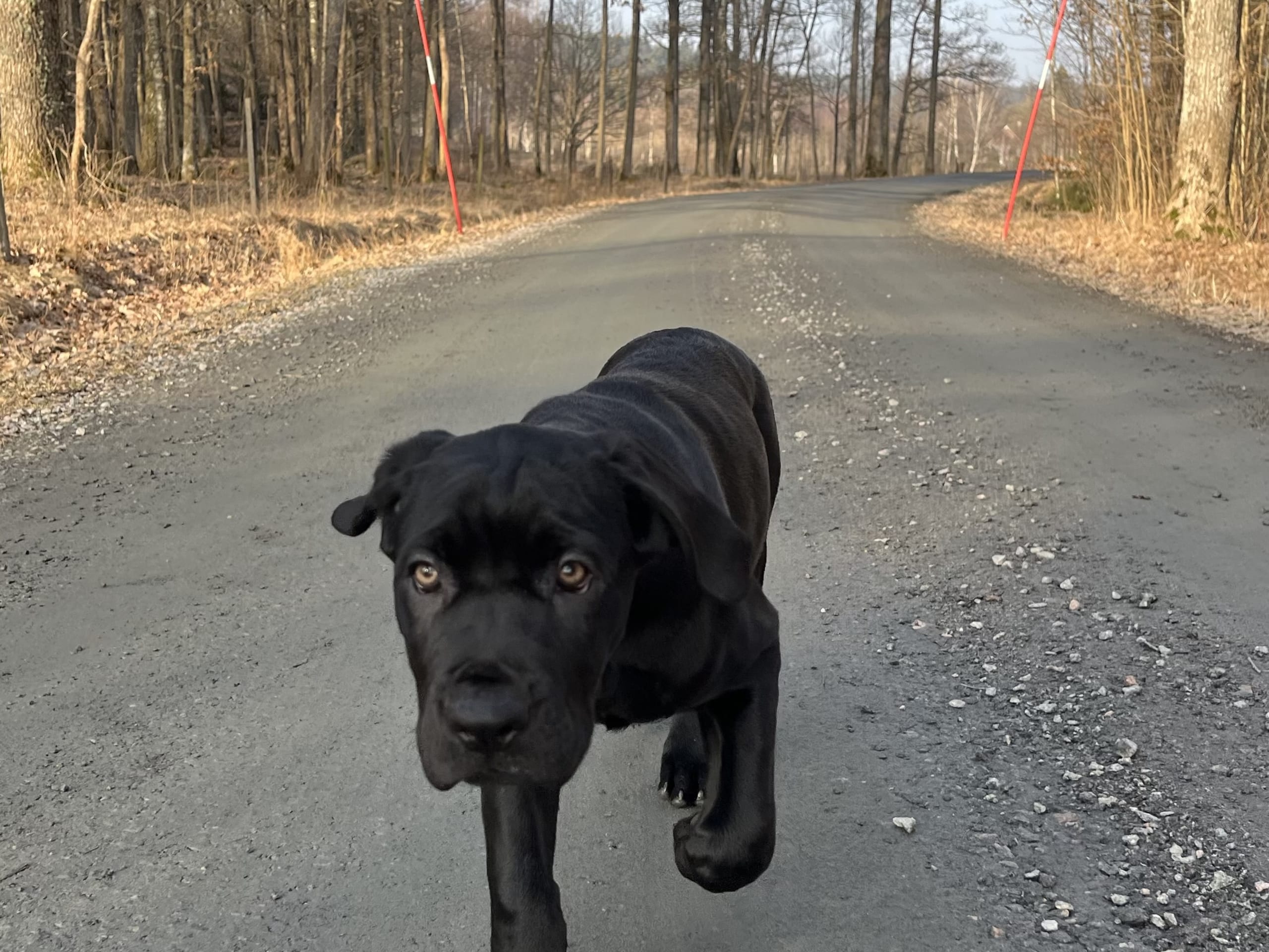 Blandras · 2025-12-07 · Frillesås · Weronika Z.