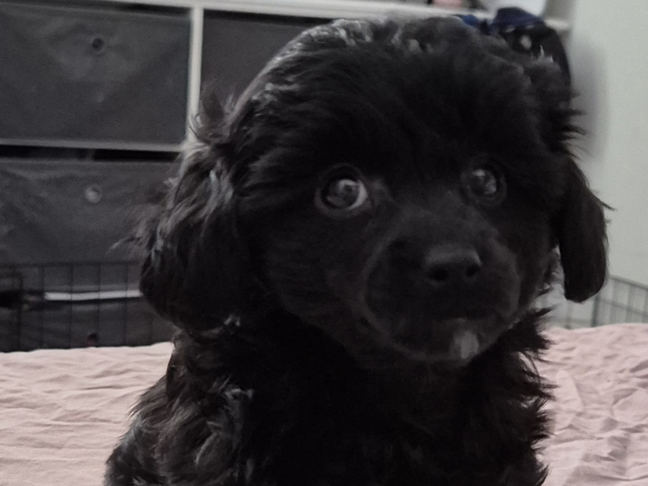 Cresterpoo · 2025-12-12 · Vara · Viktoria S.