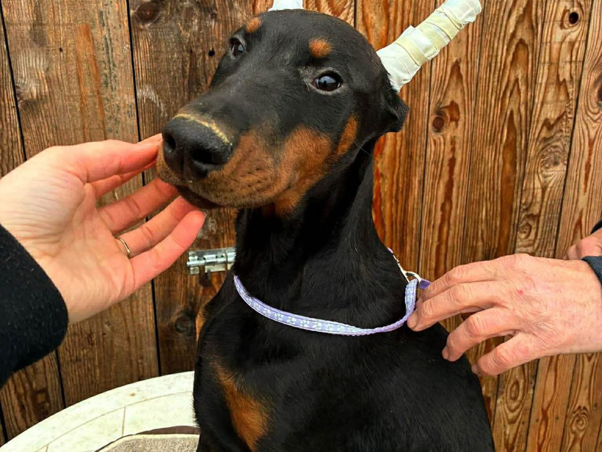 Dobermann
