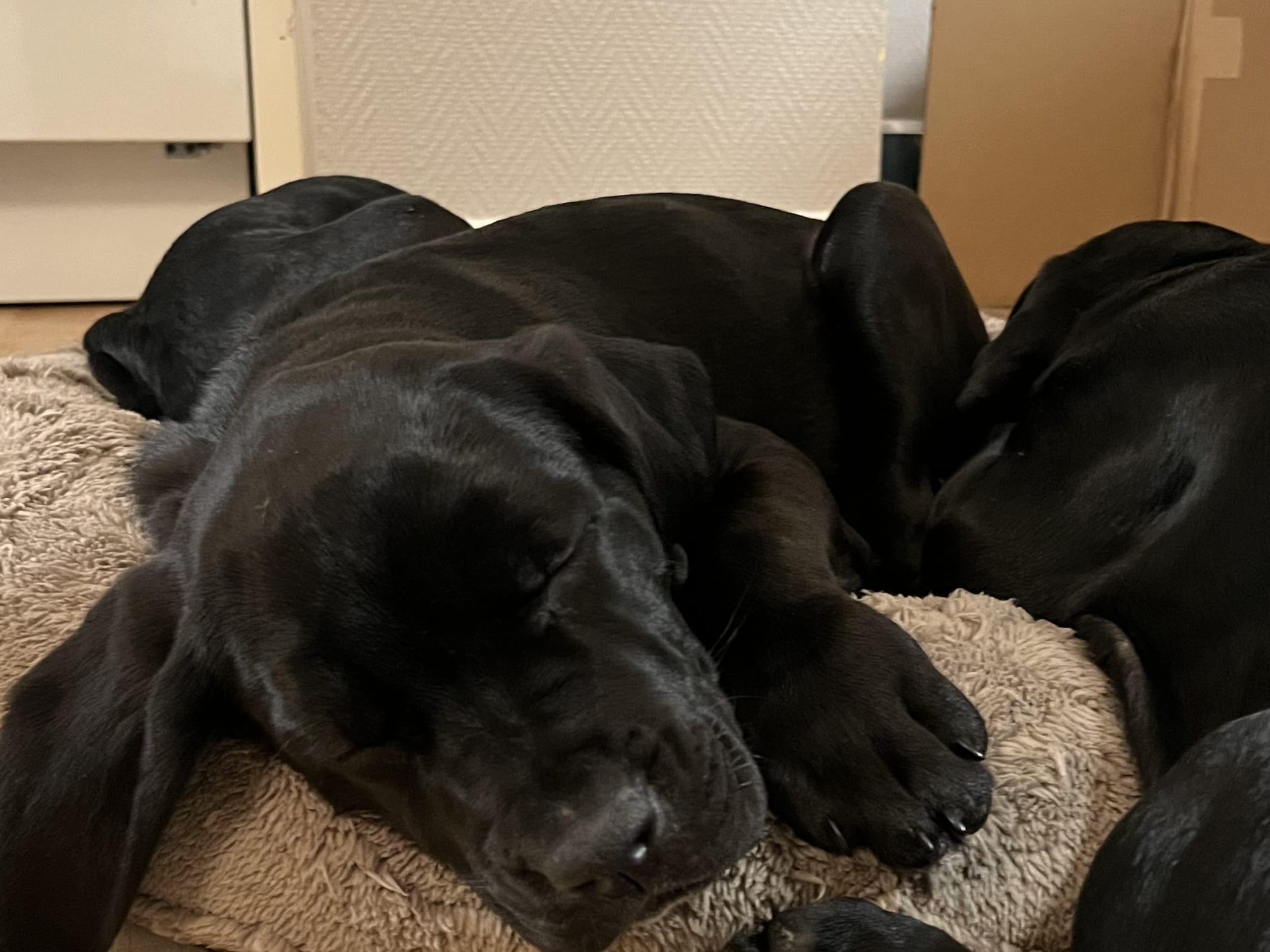 Blandras · 2025-12-07 · Frillesås · Weronika Z.