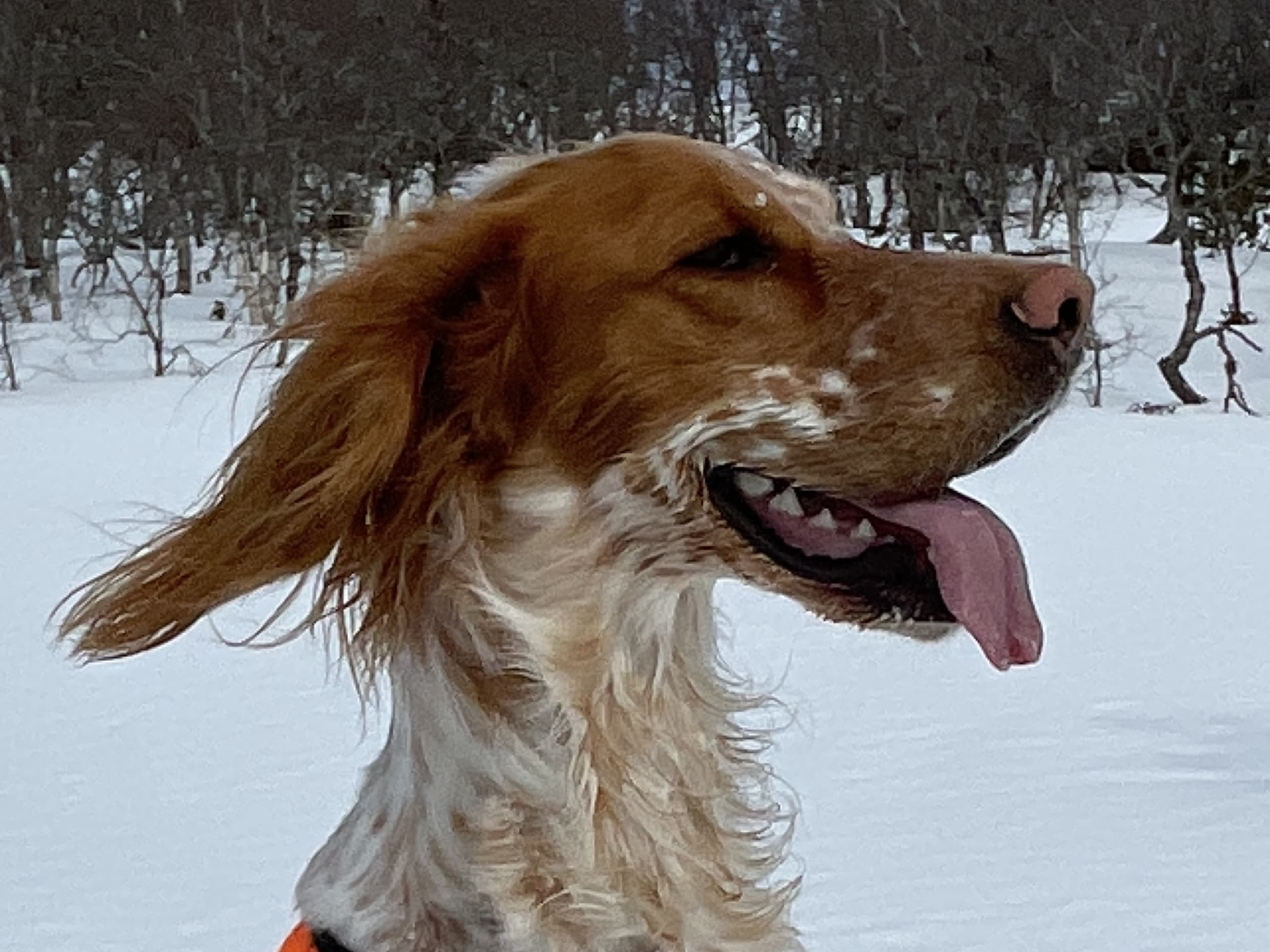 Engelsk setter · 2026-03-13 · Førde · Joachim M.