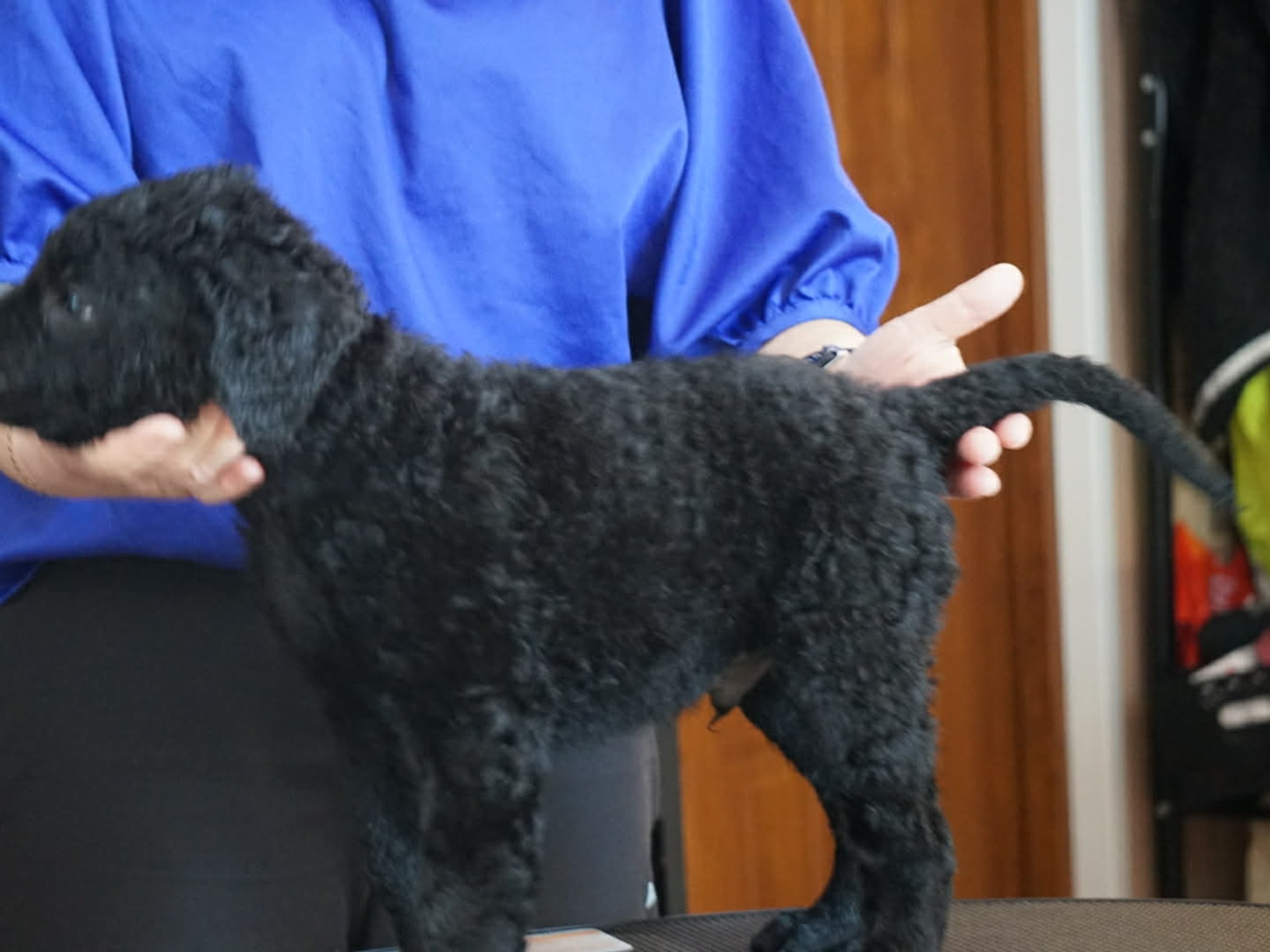 Curly coated retriever