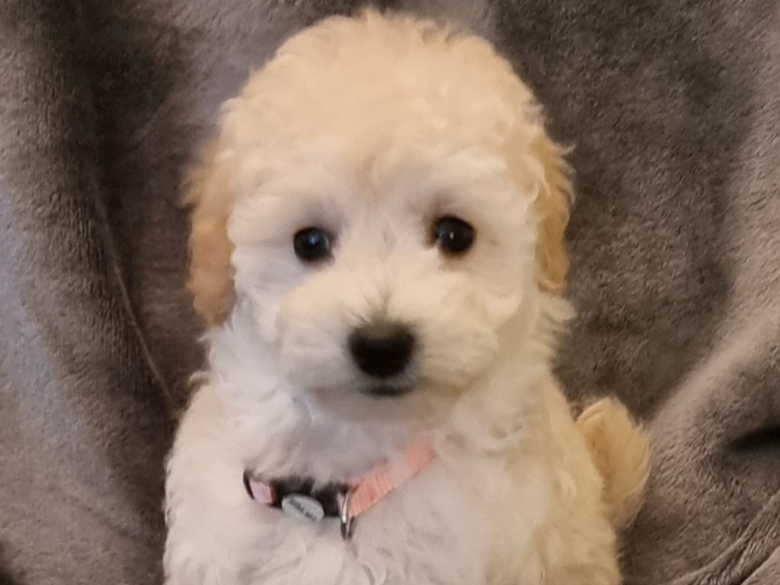 Maltipoo · 2025-12-08 · Södertälje · Sonia D.