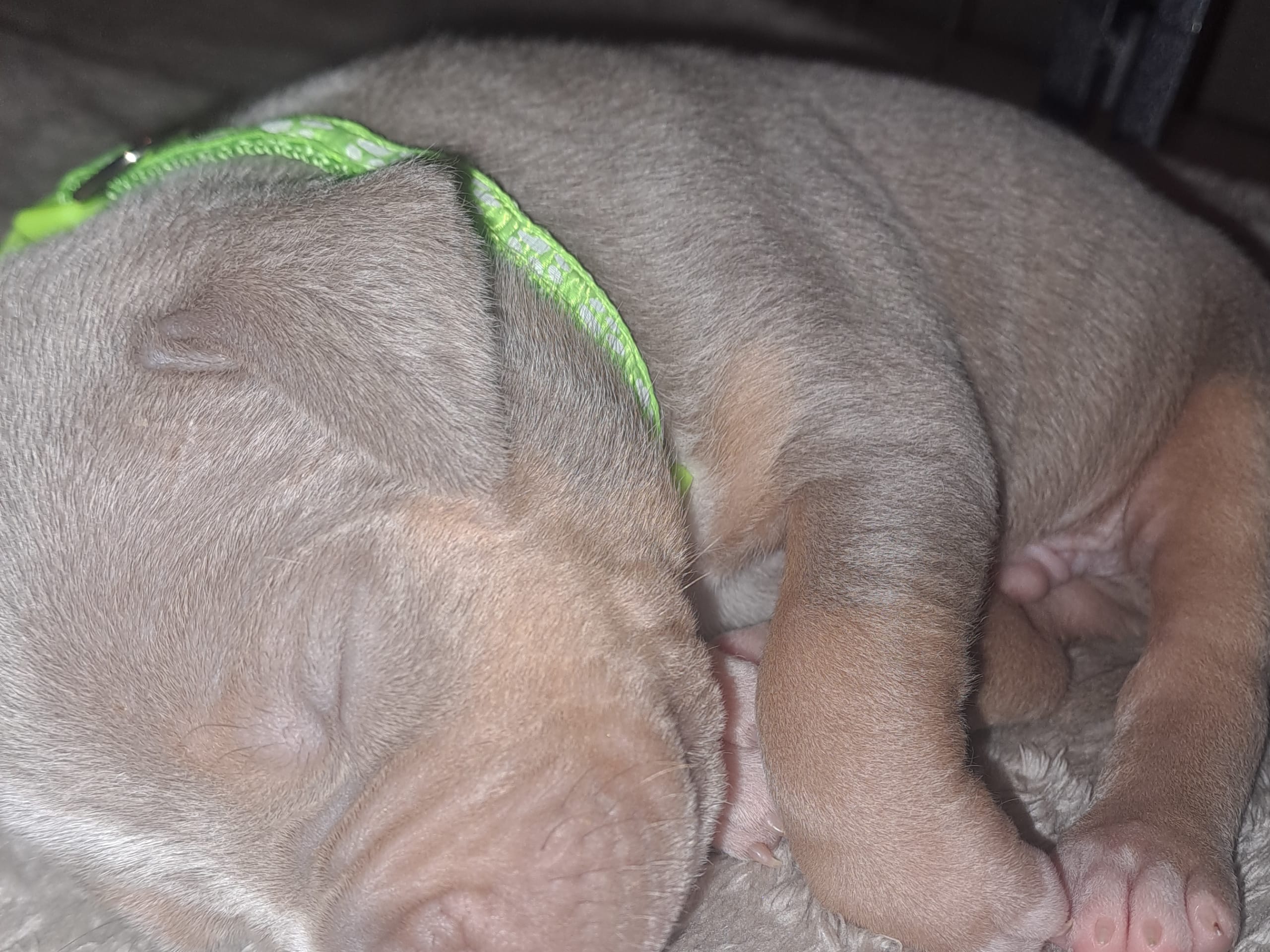 American Bully · 2026-02-16 · Torshälla · Emelie R.