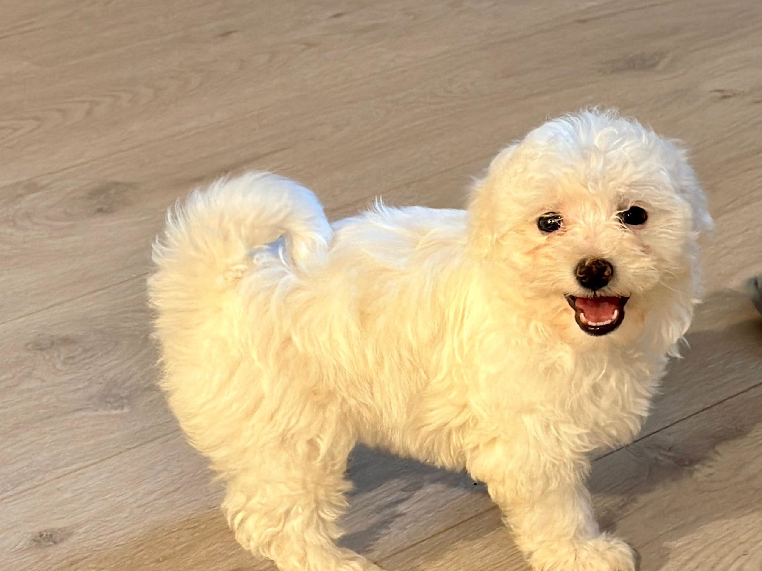 Bichon havanais