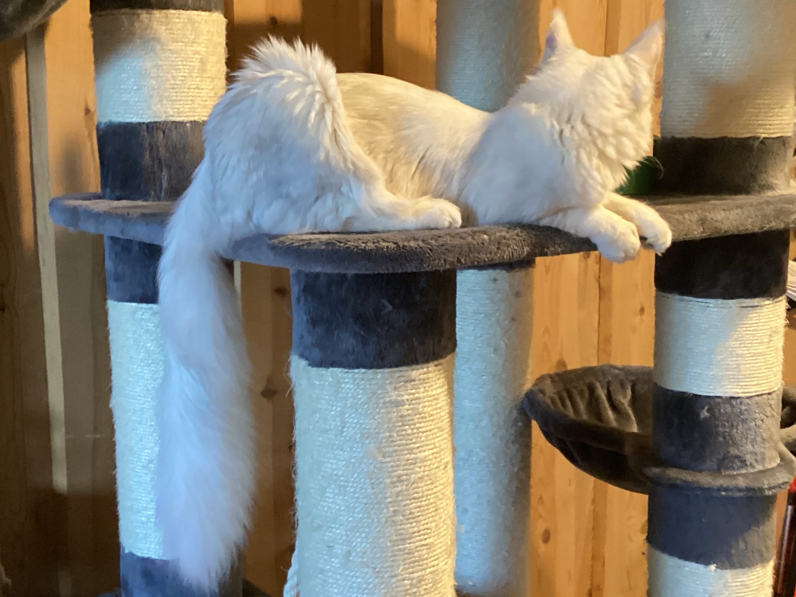 Maine Coon · 2026-02-10 · Kristiansand · NO* HavPerlen’s