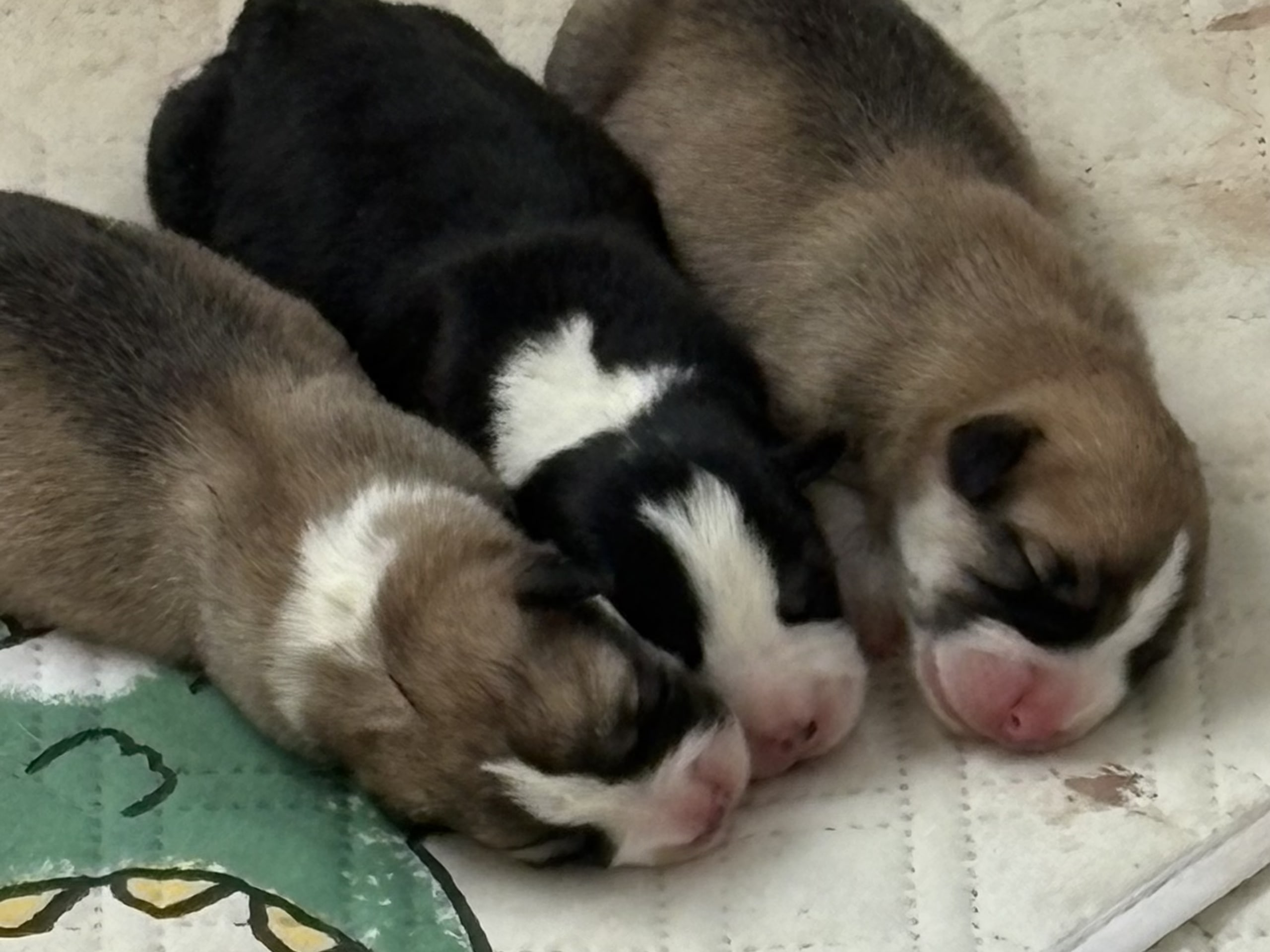 Welsh corgi pembroke