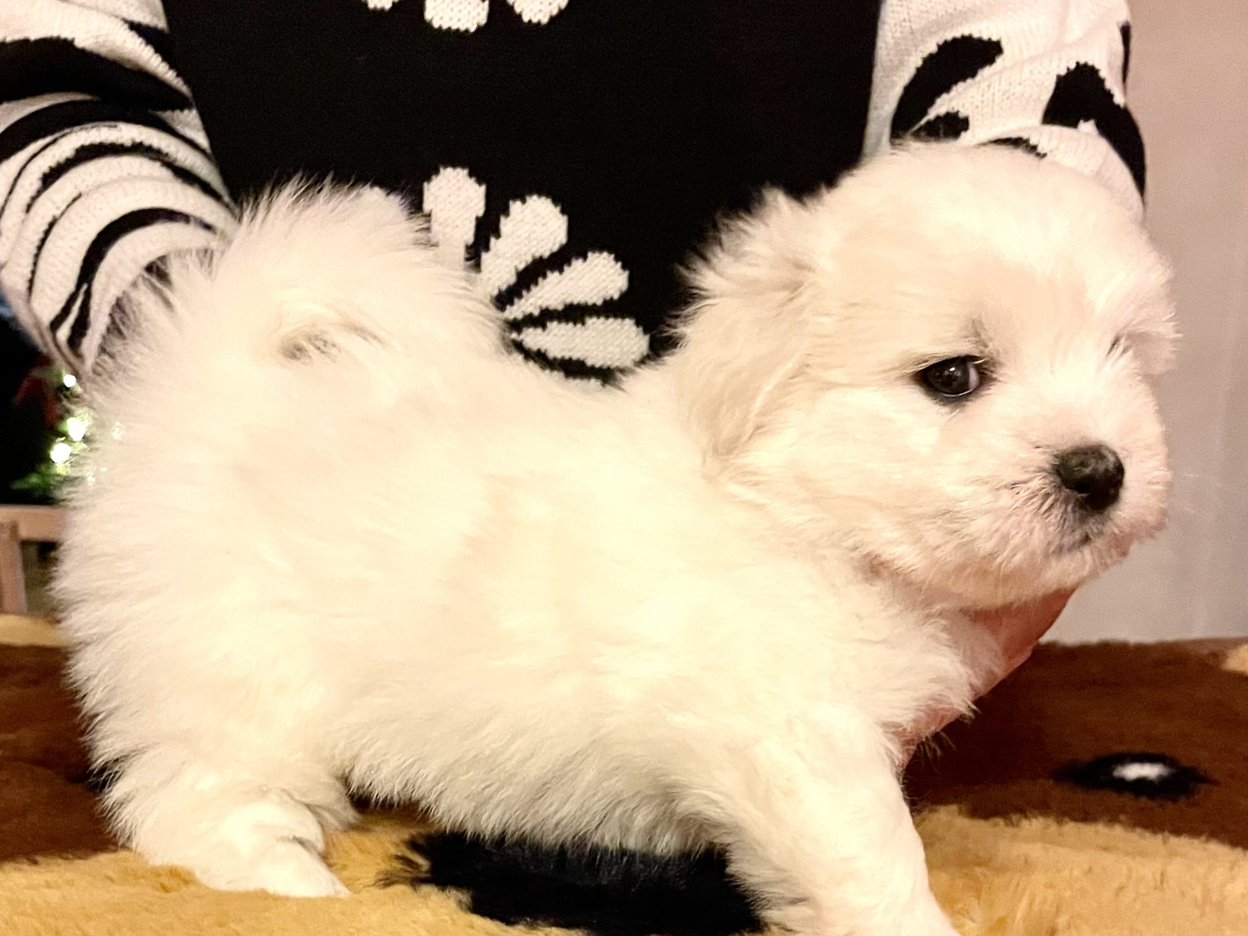 Coton de tuléar · 2025-11-22 · Malmberget · White Forest Kennel