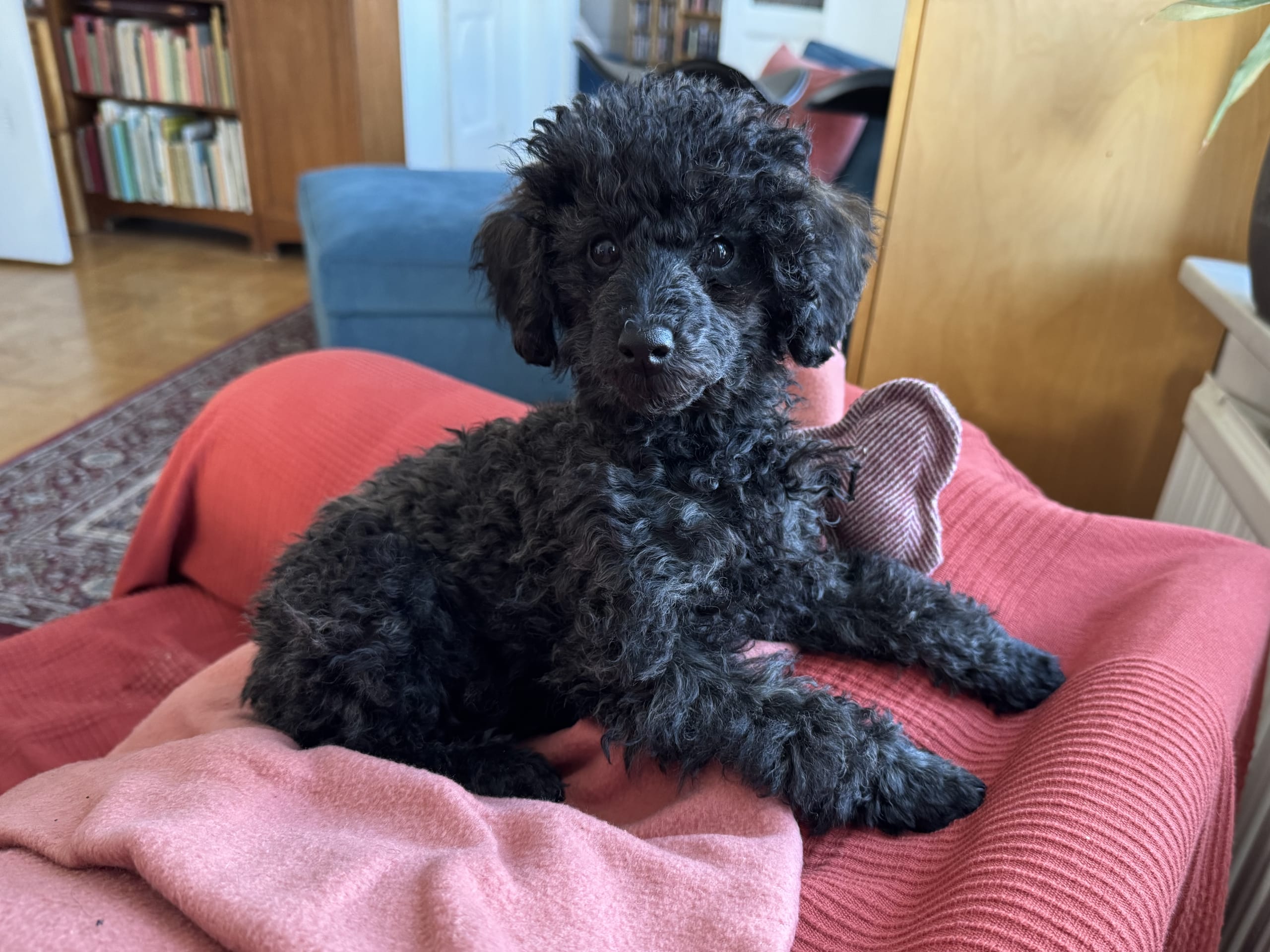 Miniature Poodle · 2025-09-25 · Ystad · Anna B.