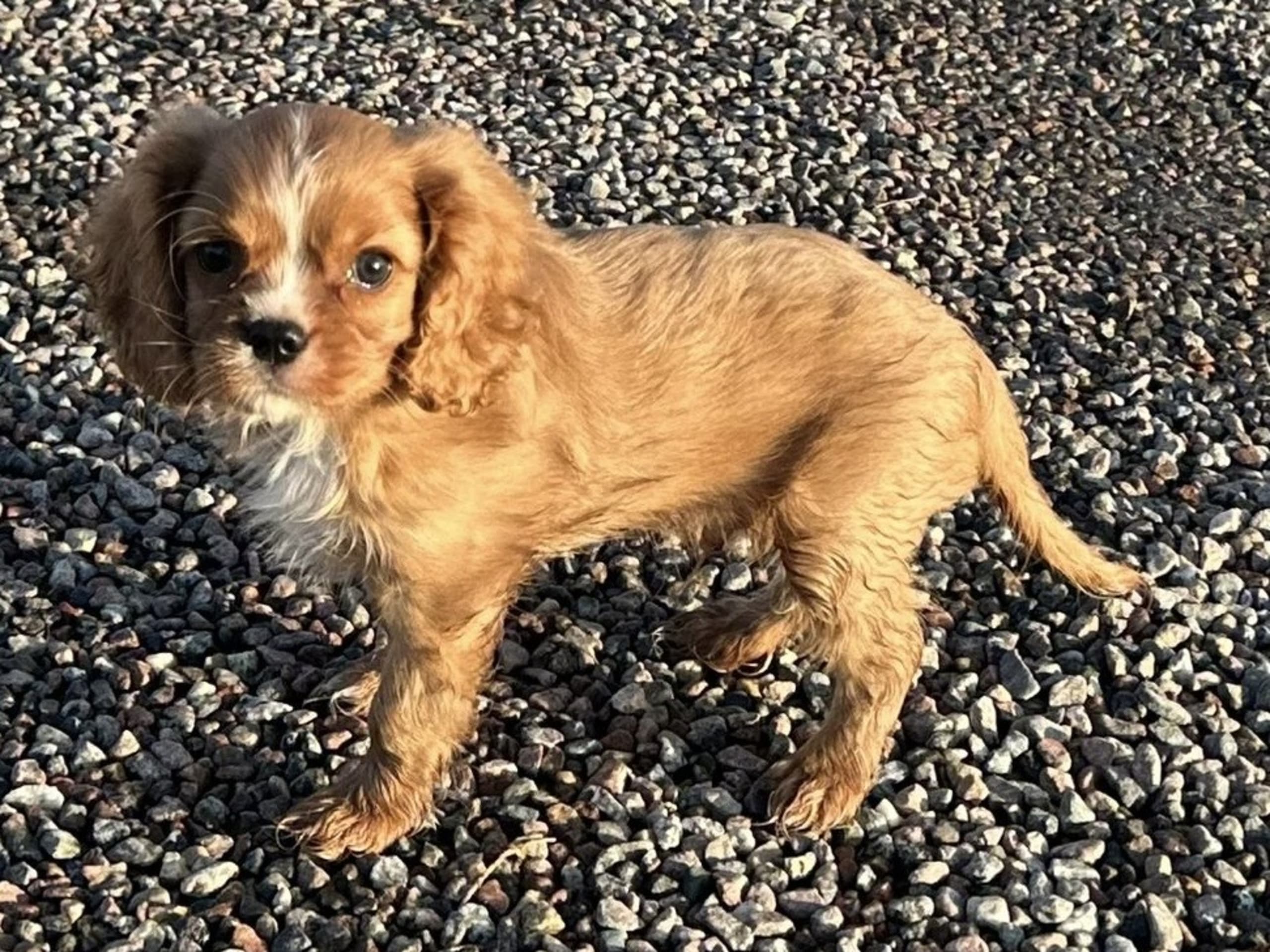 Cavalier king charles spaniel