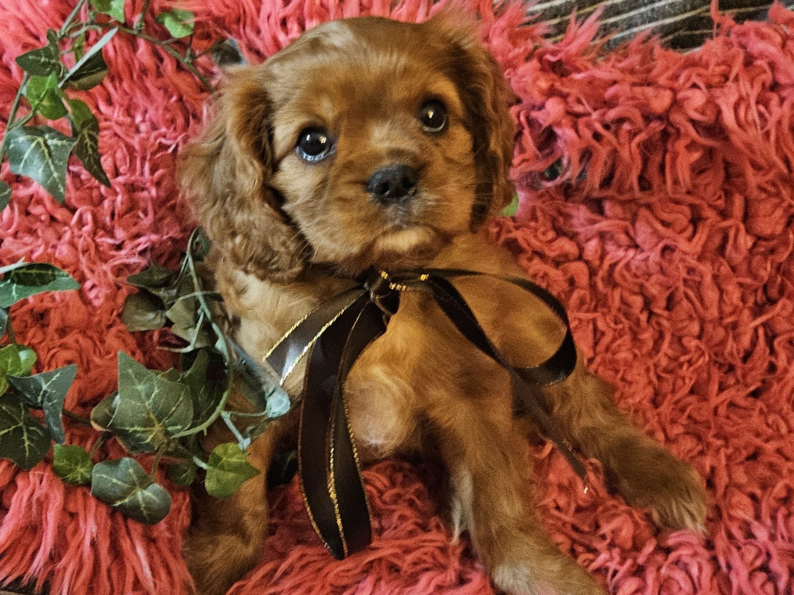 Cockalier (Cavalier King Charles Spaniel och Am Cocker Spaniel) · 2025-12-11 · Uppsala · Anne-Li R.