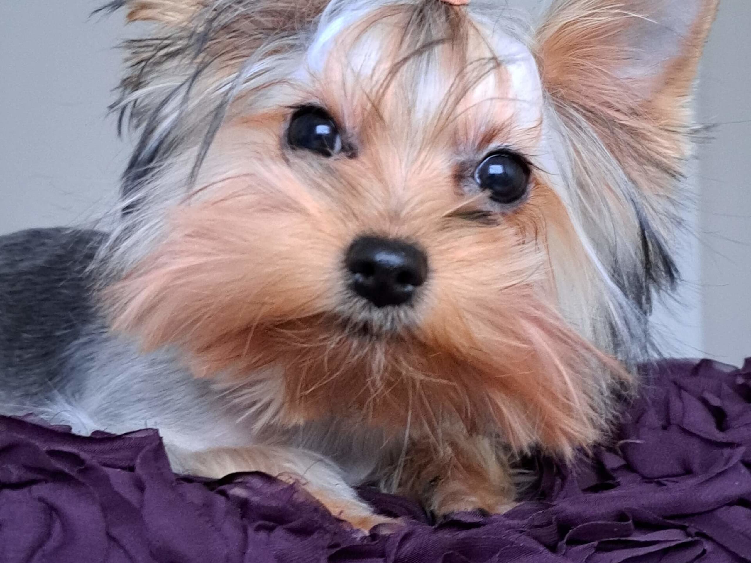 Yorkshireterrier · 2025-09-17 · Märsta · Donna of Parys