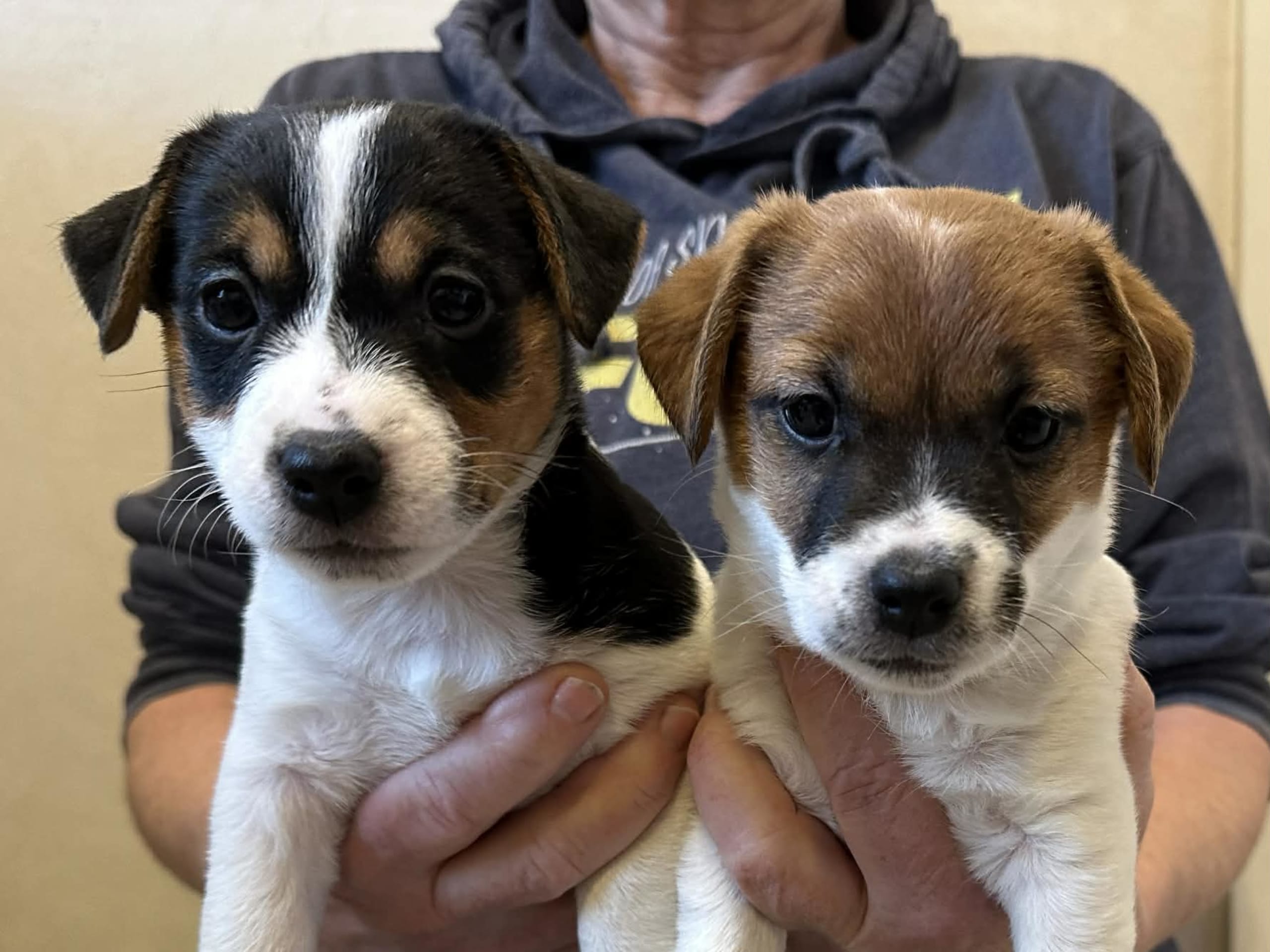 Jack russell terrier