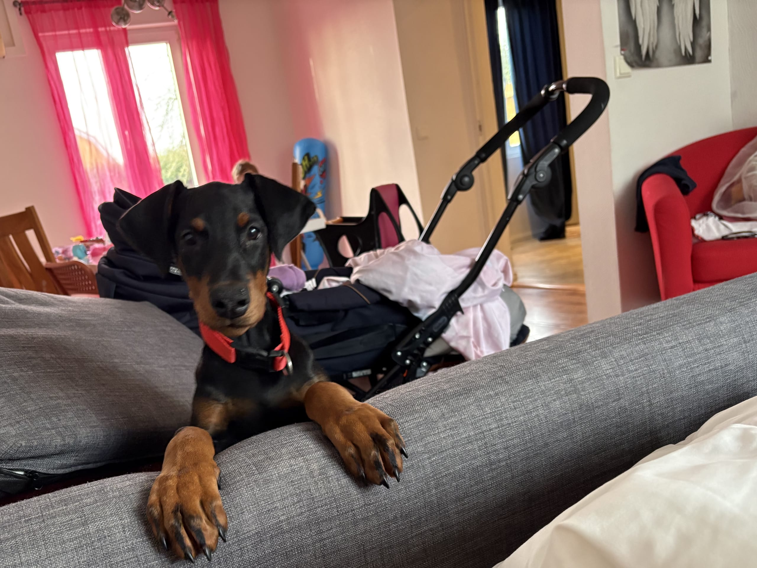 Dobermann