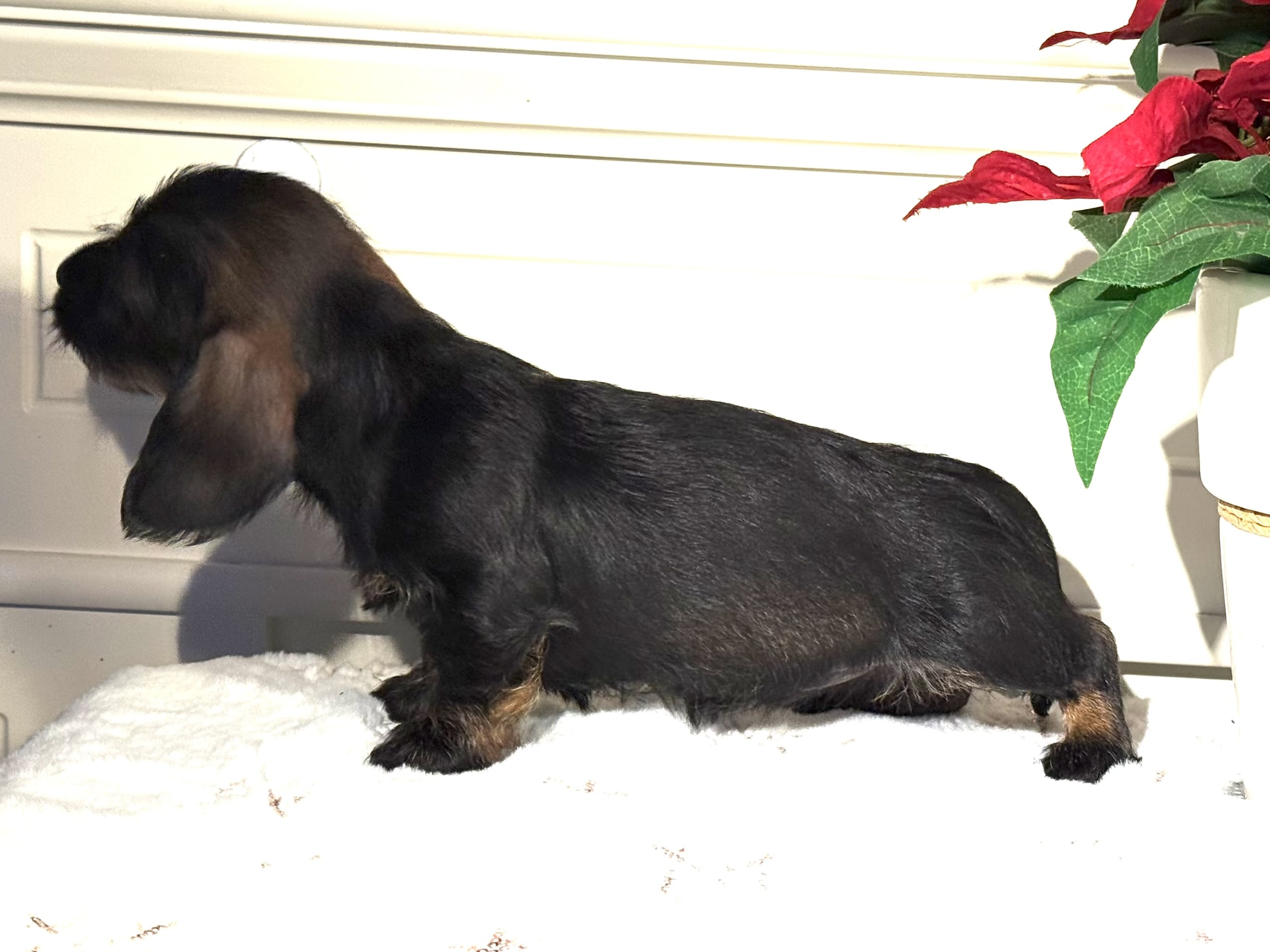 Strävhårig dvärg tax · 2025-11-28 · Rö · Royal Crystal