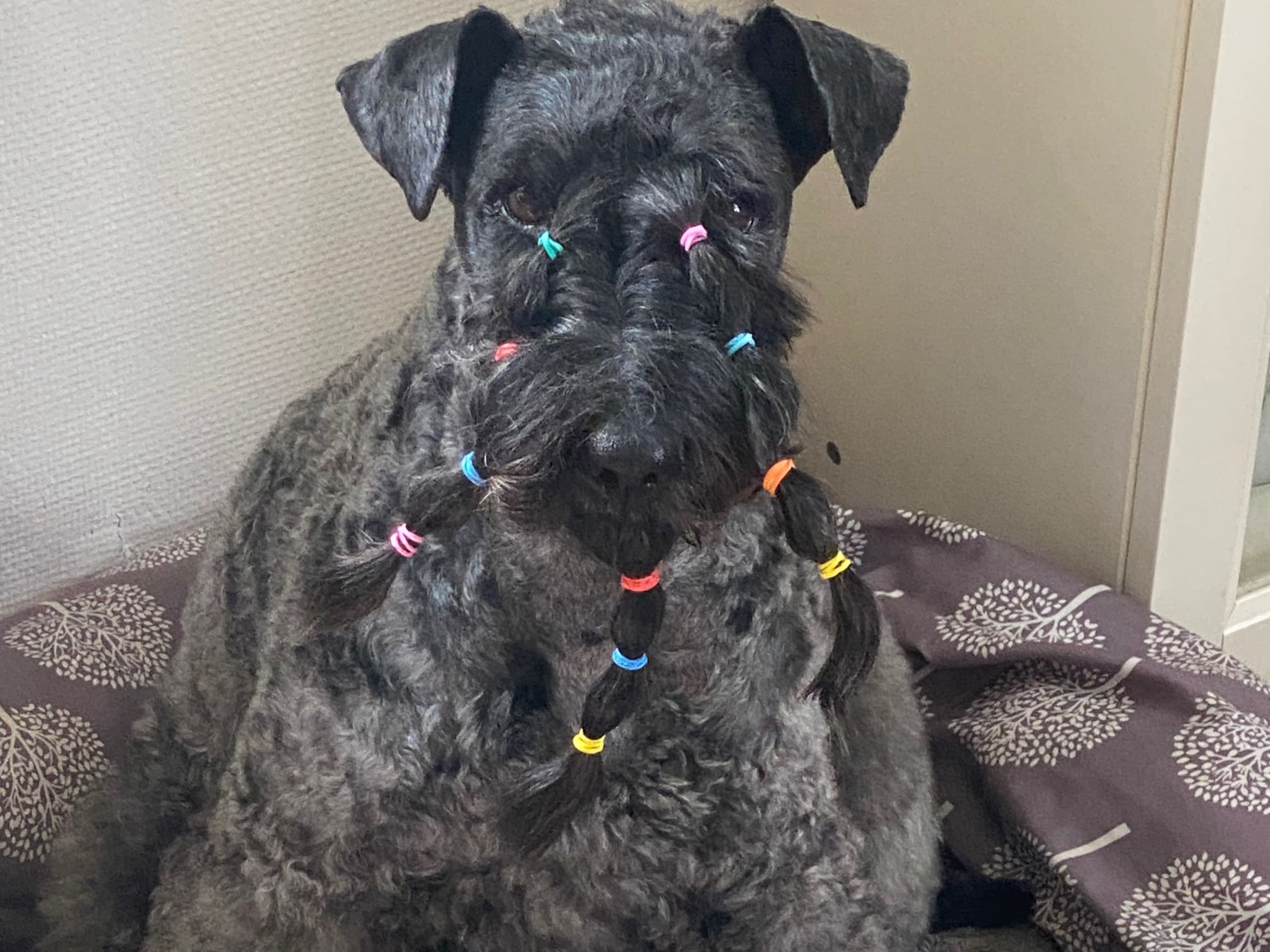 Kerry Blue Terrier · 2026-01-16 · Simlångsdalen · Occis